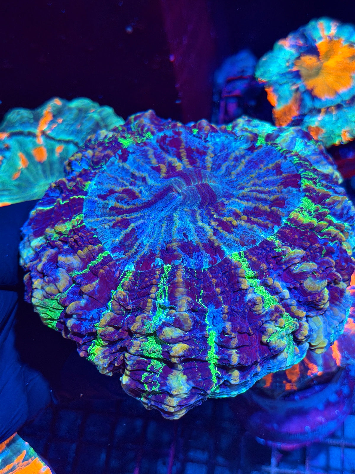 Insane Striped Multi Color Acanthophyllia Meat Coral XL Show Piece 10/24