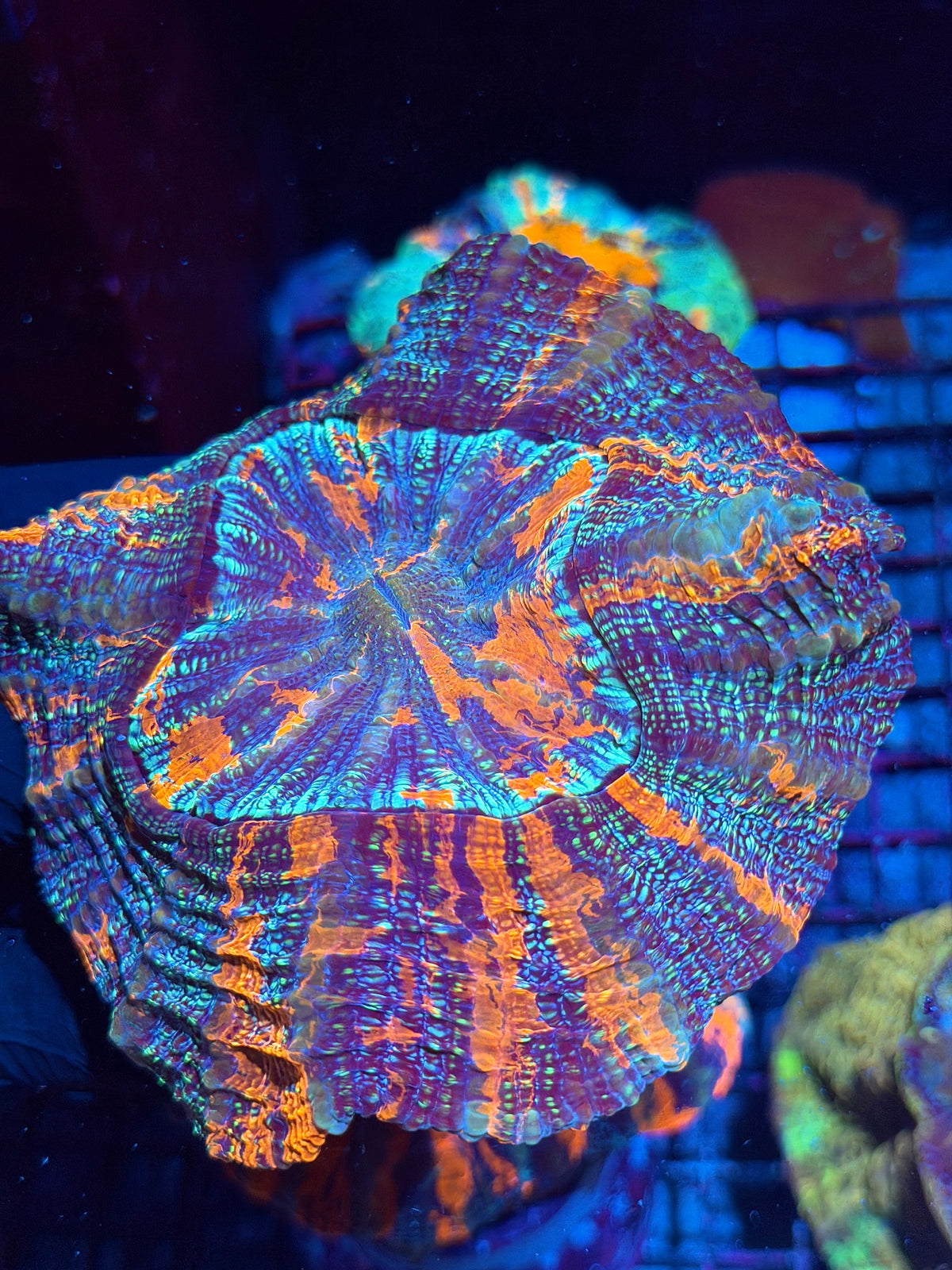 Insane Multicolor Glitter Acanthophyllia Meat Coral Show Piece 10/21