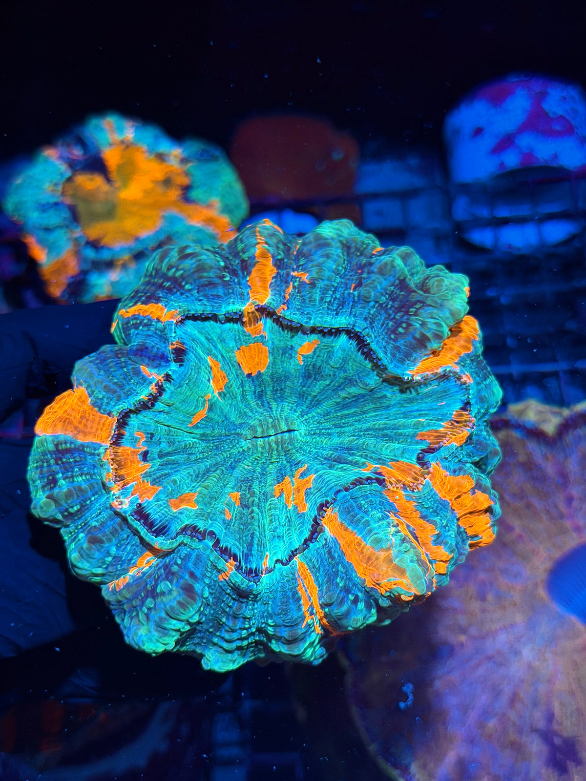 Bright Striped Multicolor Acanthophyllia Meat Coral XL 10/25