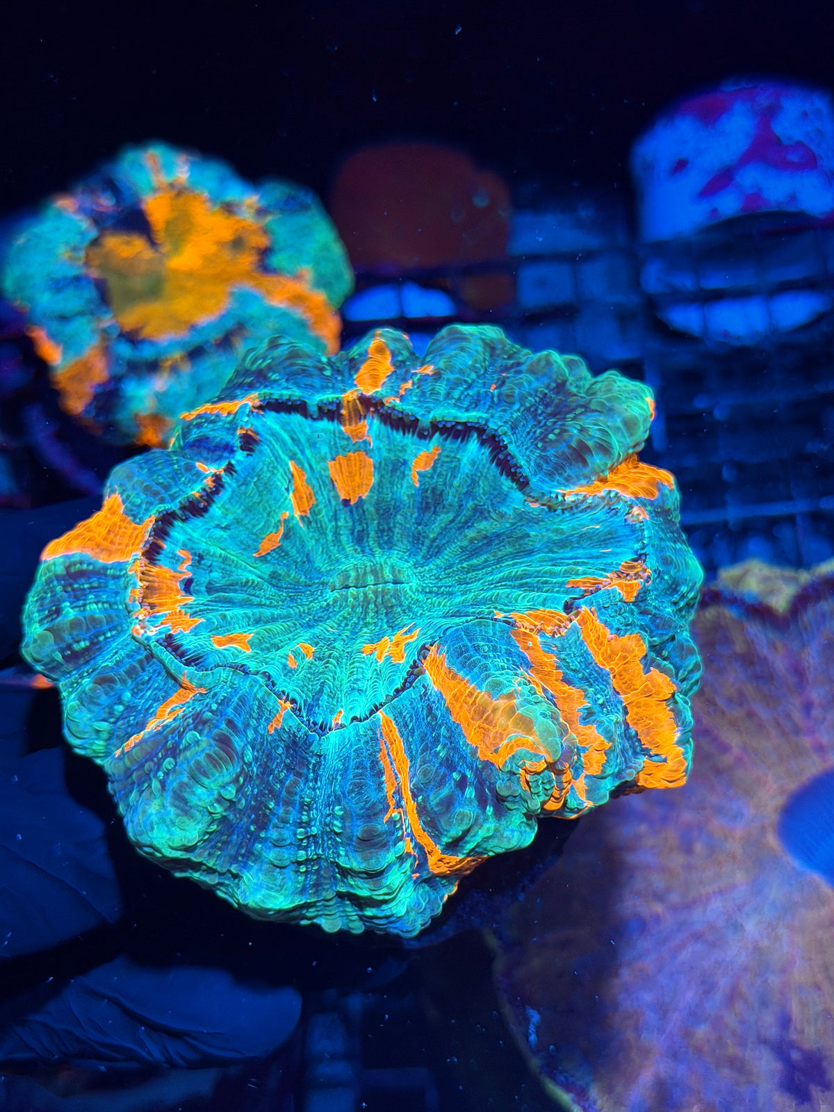 Bright Striped Multicolor Acanthophyllia Meat Coral XL 10/25