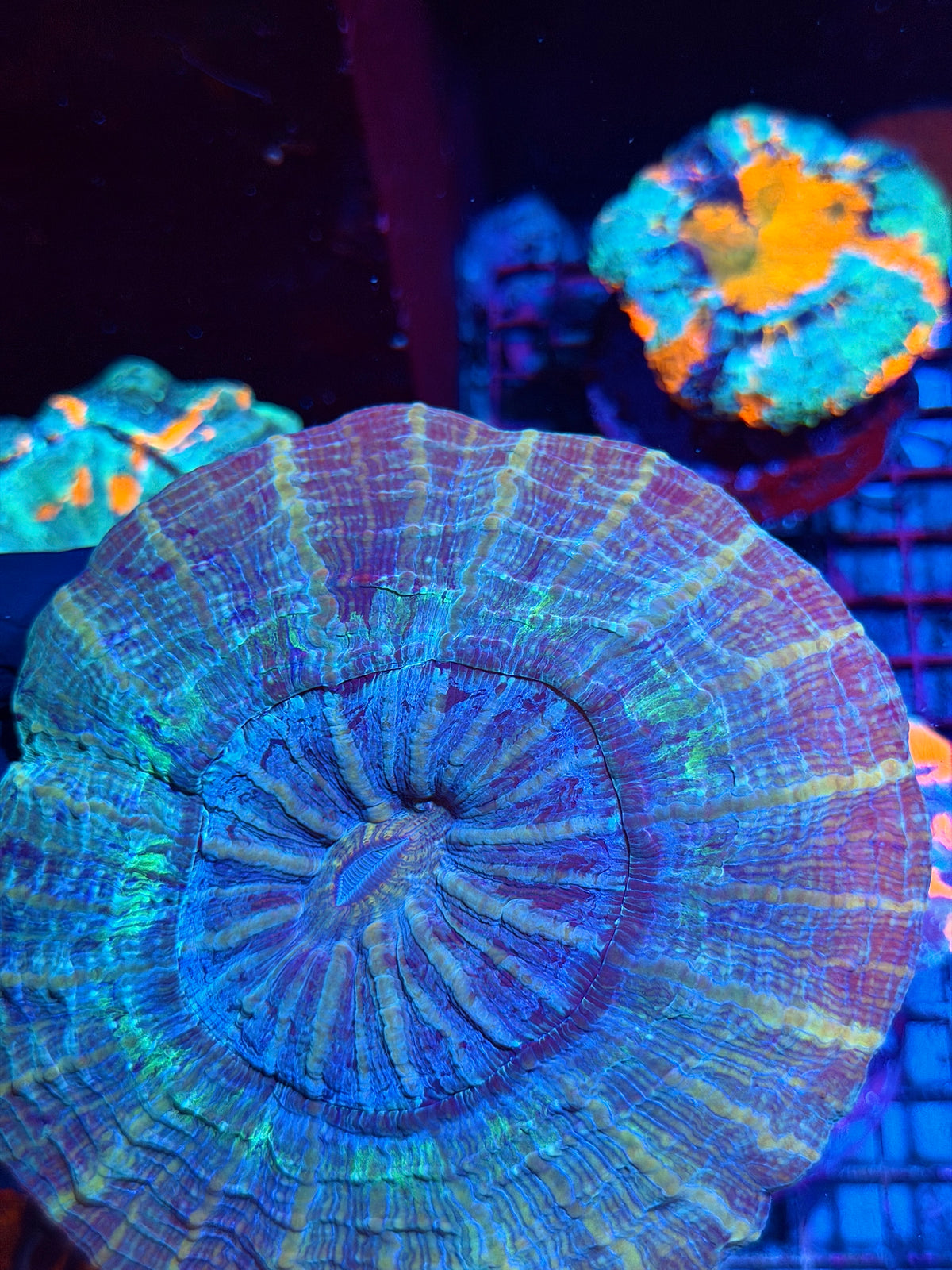 Striped Galaxy Acanthophylia Meat Coral XL 10/20