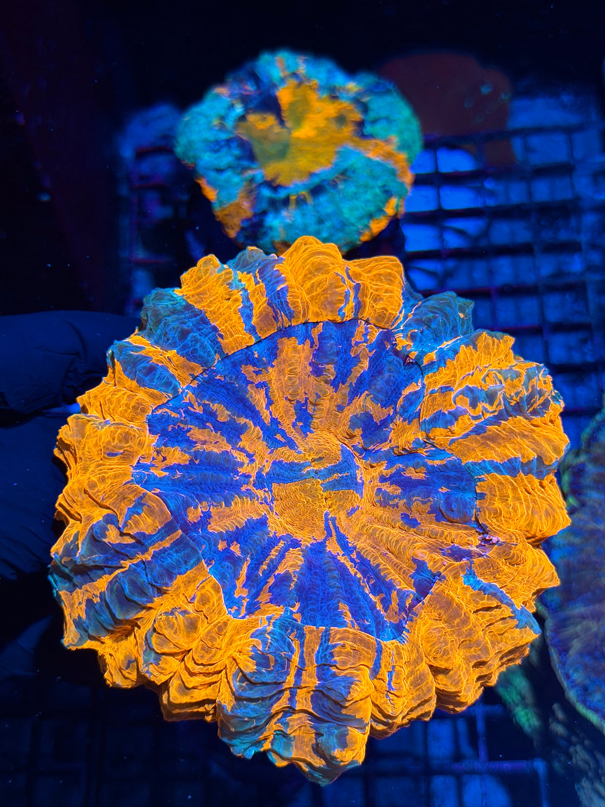 Insane Striped Acanthophyllia Meat Coral XL 10/21