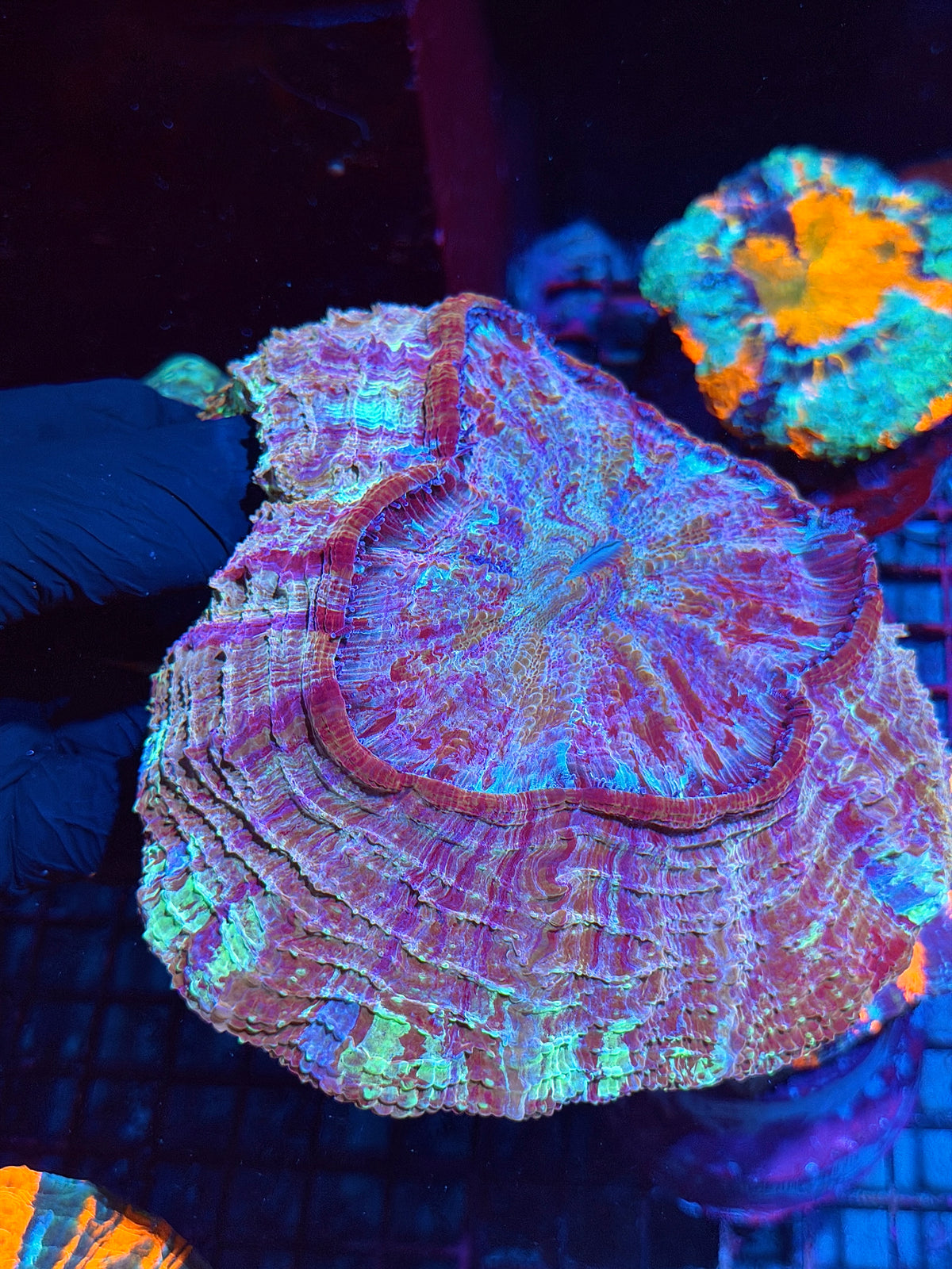 Rainbow Acanthophyllia Meat Coral XL 10/24