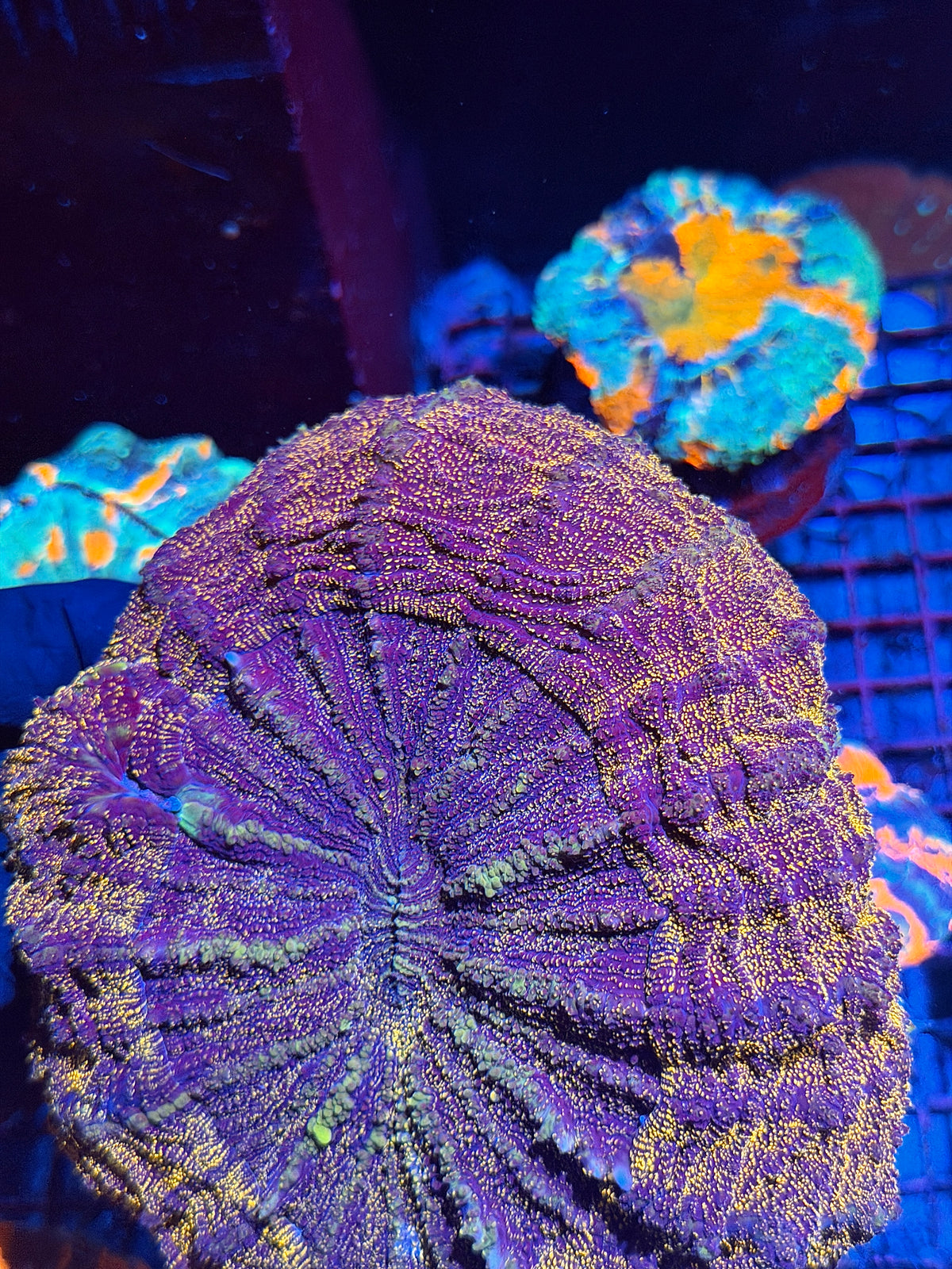 Orange Glitter Acanthophyllia Meat Coral XXL 10/21