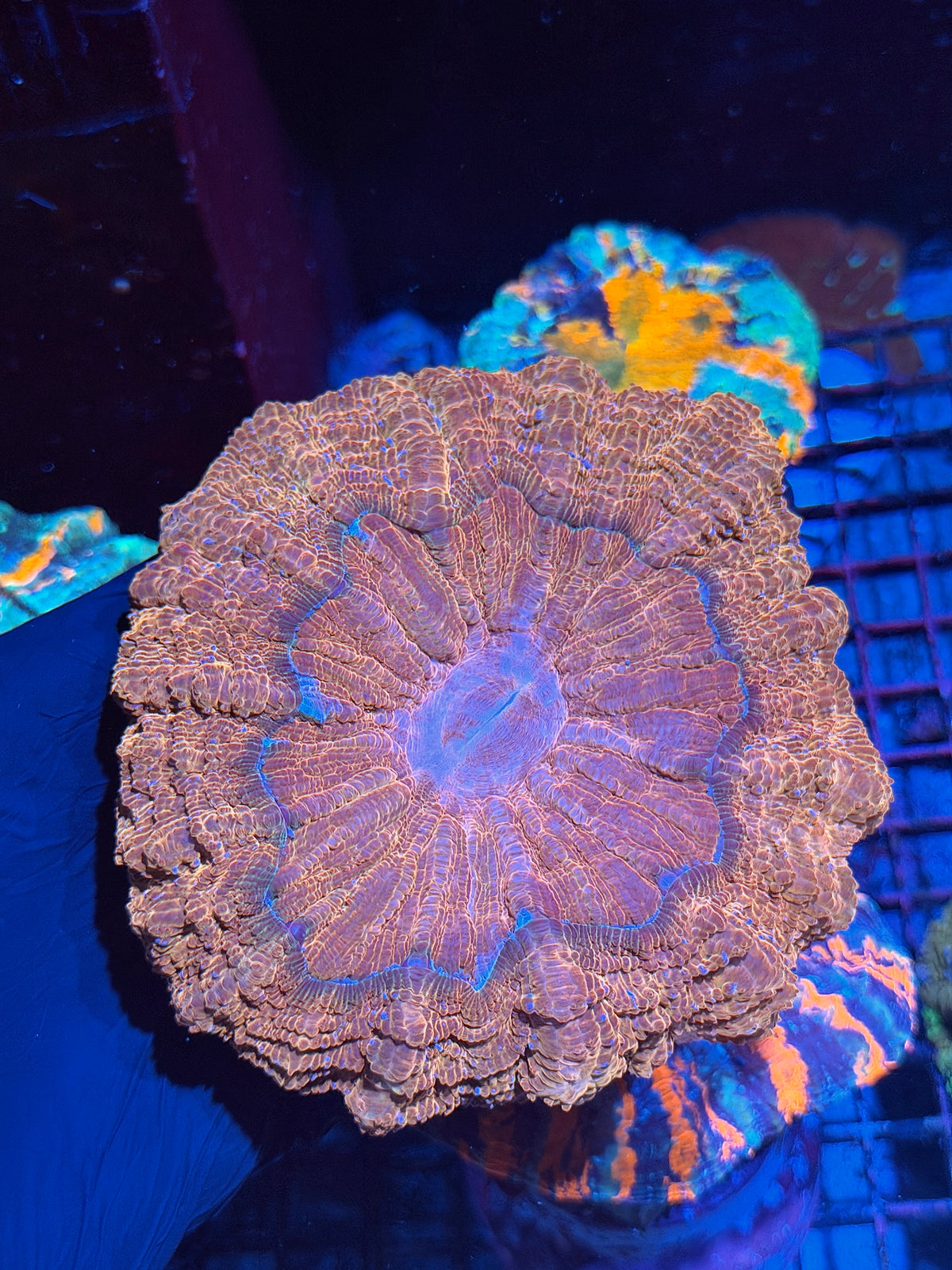 Gold Acanthophyllia Meat Coral XL 10/20