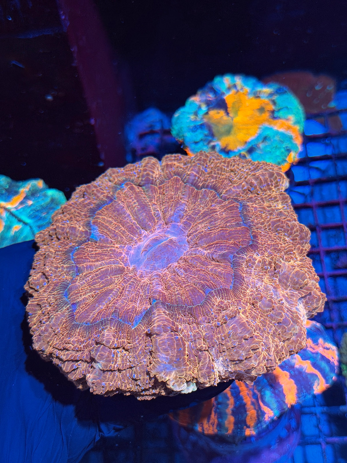 Gold Acanthophyllia Meat Coral XL 10/20