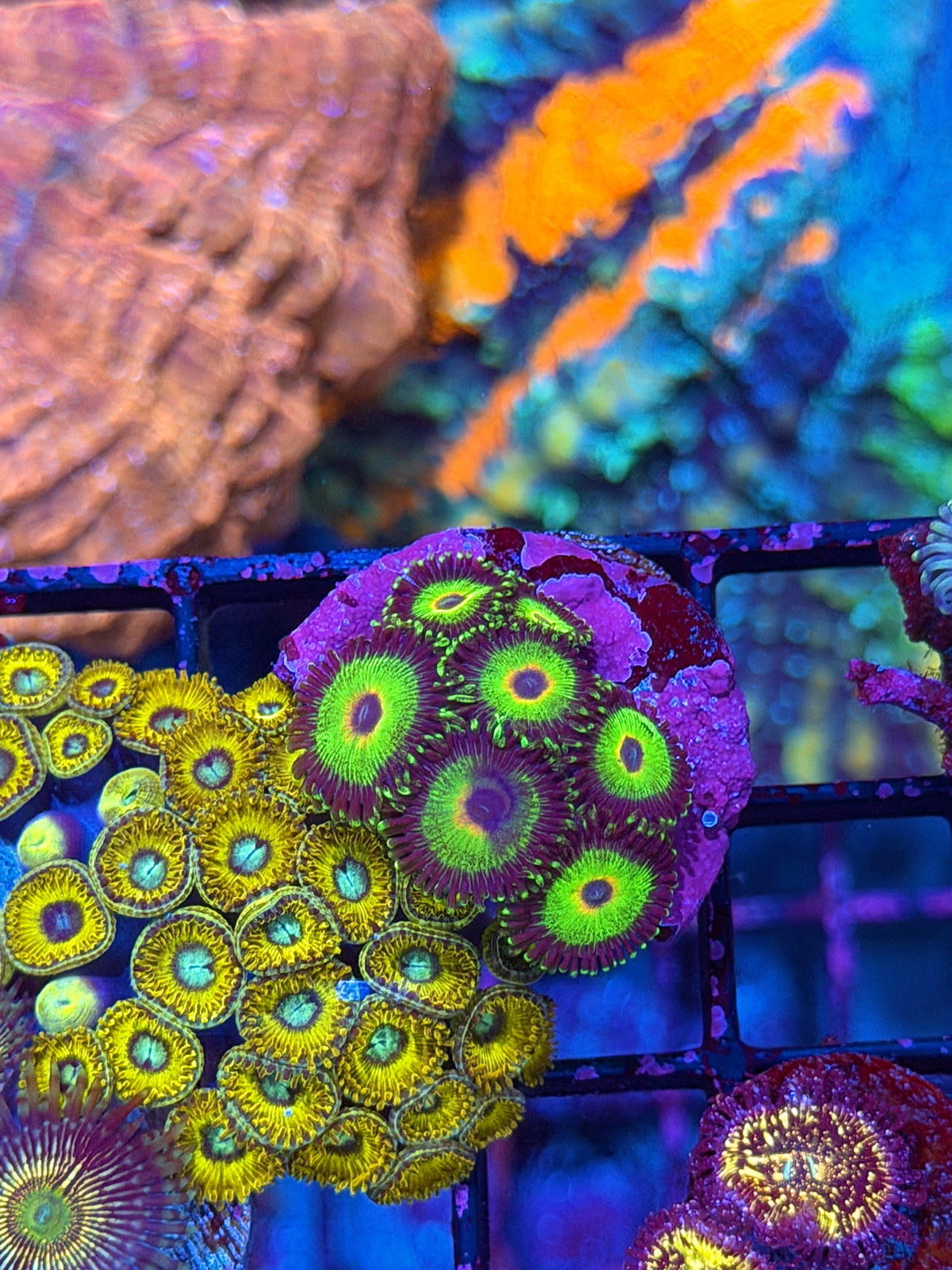 WWC Island Times Zoanthid Coral 7 Polyps 10/21
