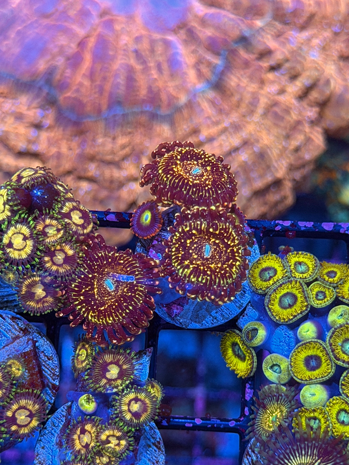 JF Frankies Acid Trip Zoanthid 3 Polyps XL 10/25