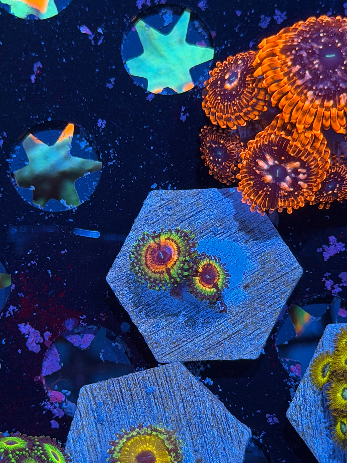 JEA Little Shops Of Horror Zoanthid Coral 2 Polyps 10/25