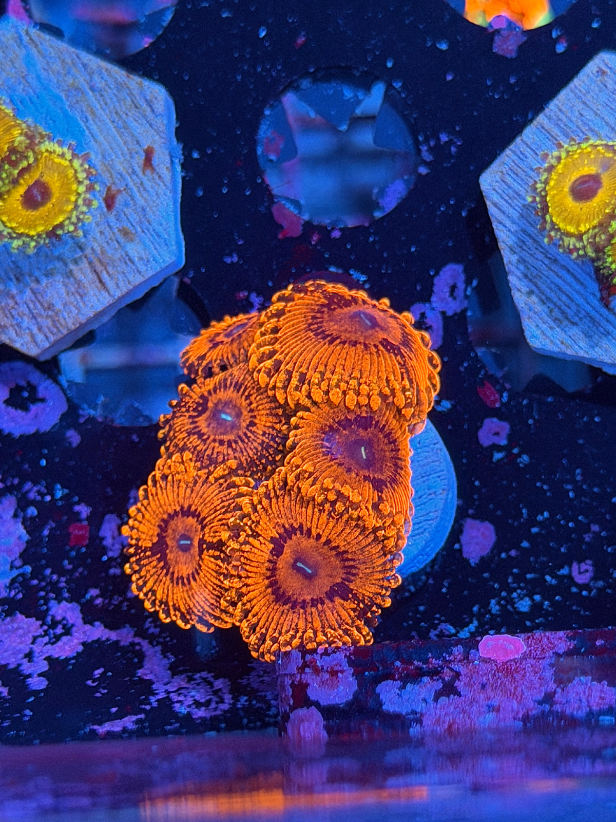 JEA Darth Maul Zoanthid Coral 6 Polyps 10/20