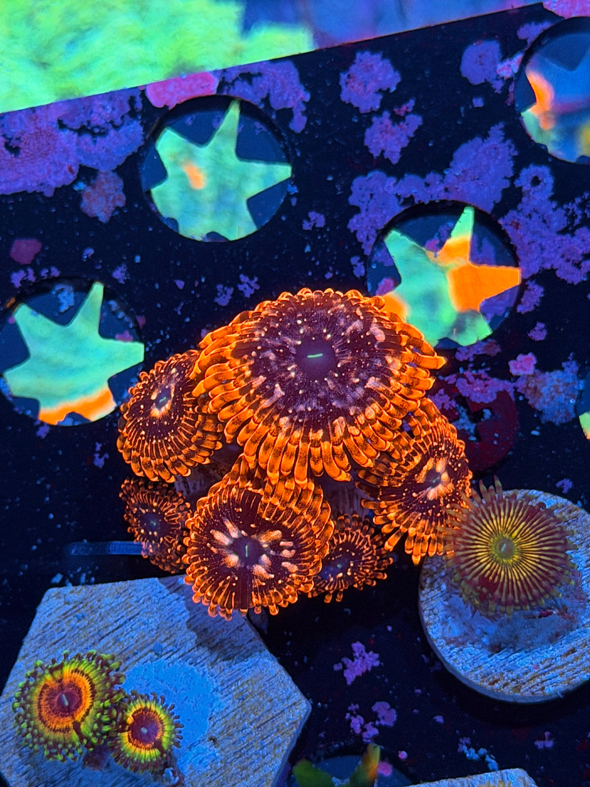 JEA Utter Chaos Zoanthid Coral 7 Polyps 10/21