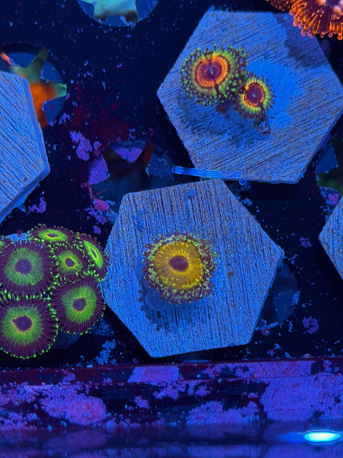 JEA Godbeast Zoanthid Coral 1 Polyp XL 10/24