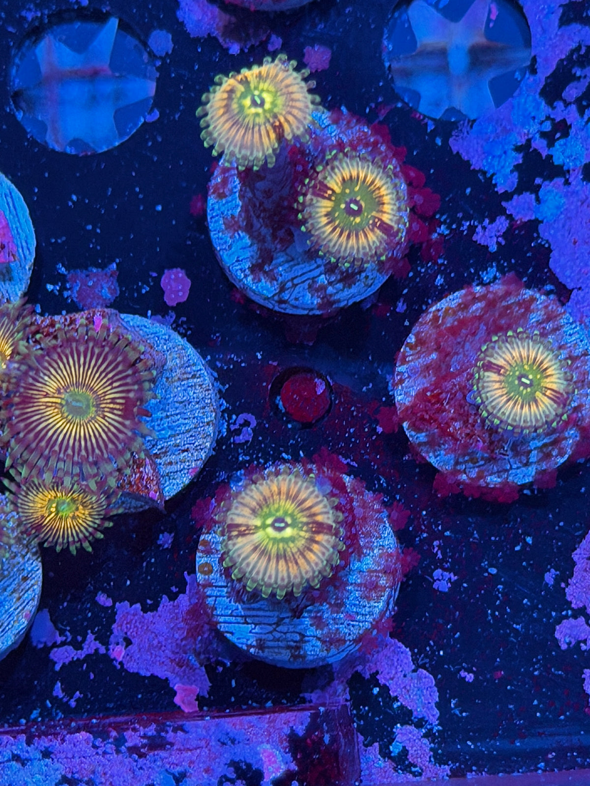 Cali Kid Monsters Inc Zoanthid Coral 1 Polyp XL 10/21