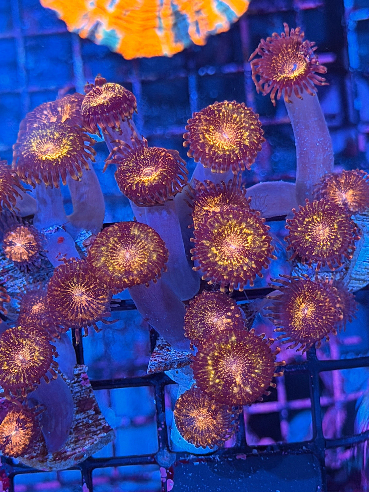 JEA Pandora Zoanthids Coral 7 Polyps XL 10/20