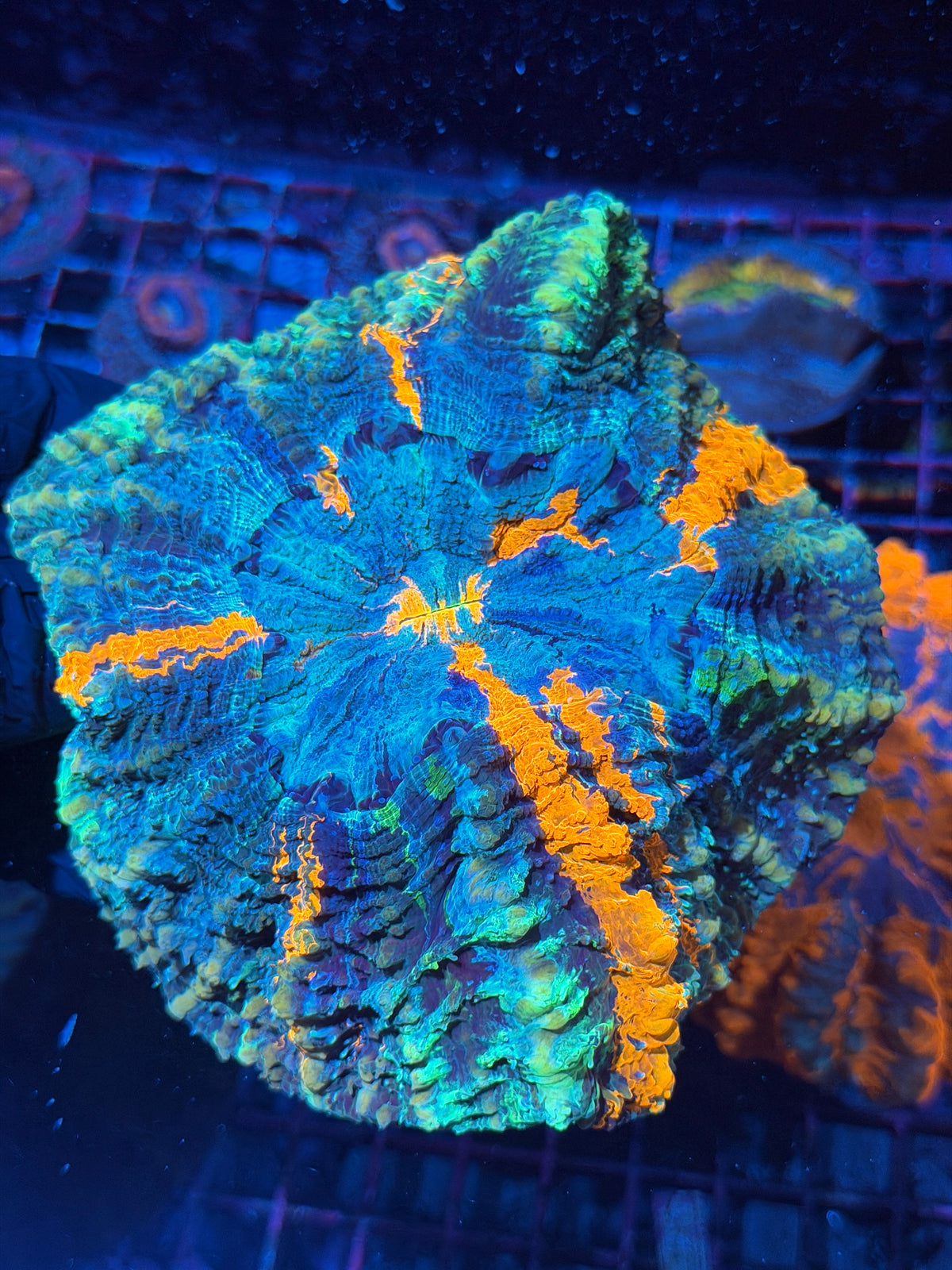Rainbow Acanthophyllia Meat Coral XXL 10/25