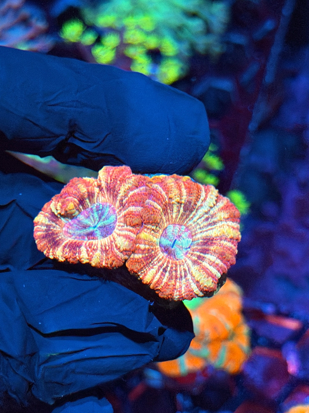 JEA Fruit Stripes Asian Acans 2 Heads 10/20
