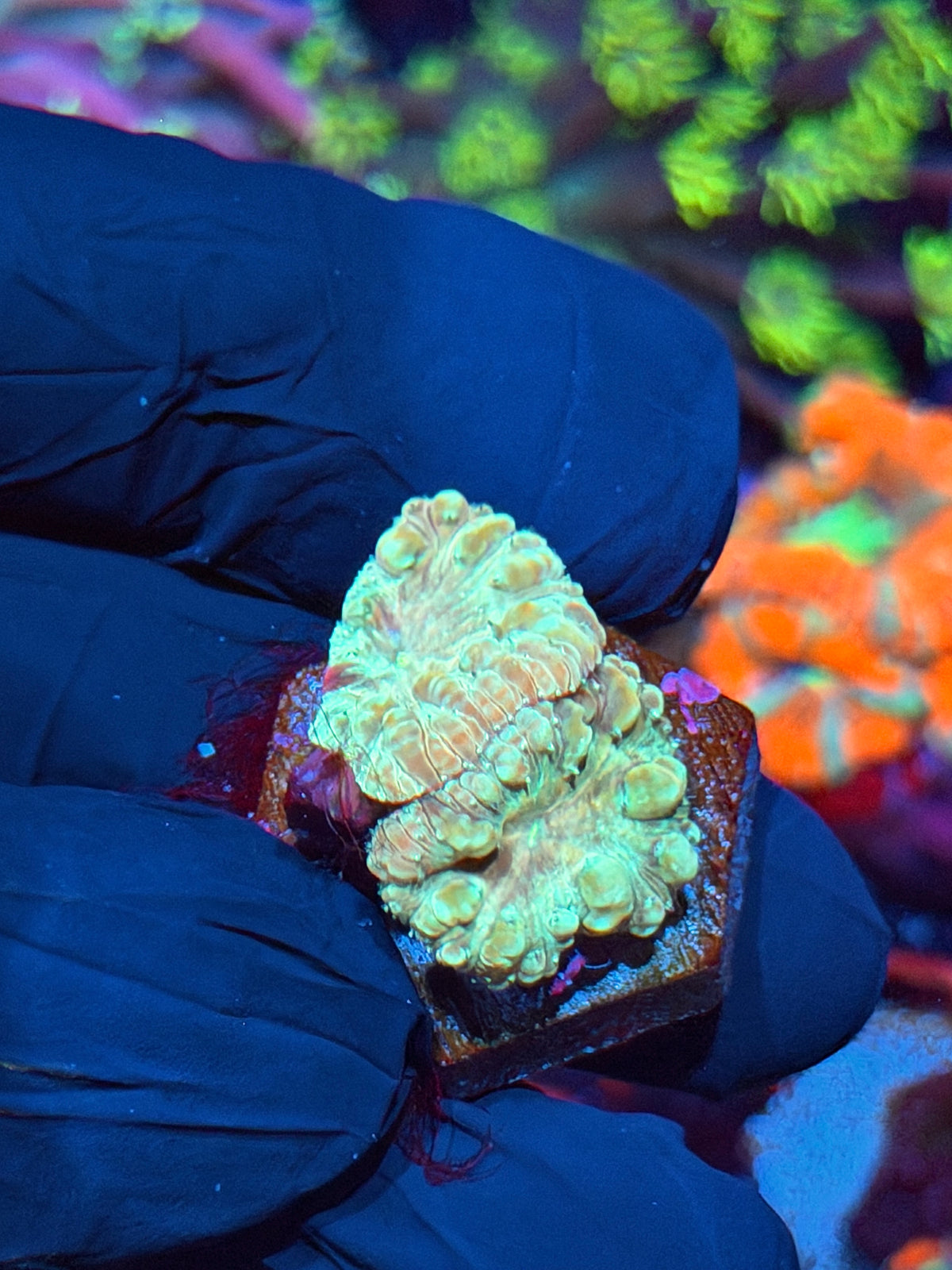 JEA Circus Animal Blastomussa Coral 2 Heads 10/21