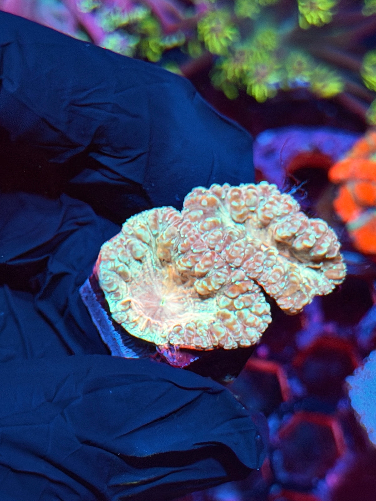 JEA Circus Animal Blastomussa Coral 2 Heads XL 10/24
