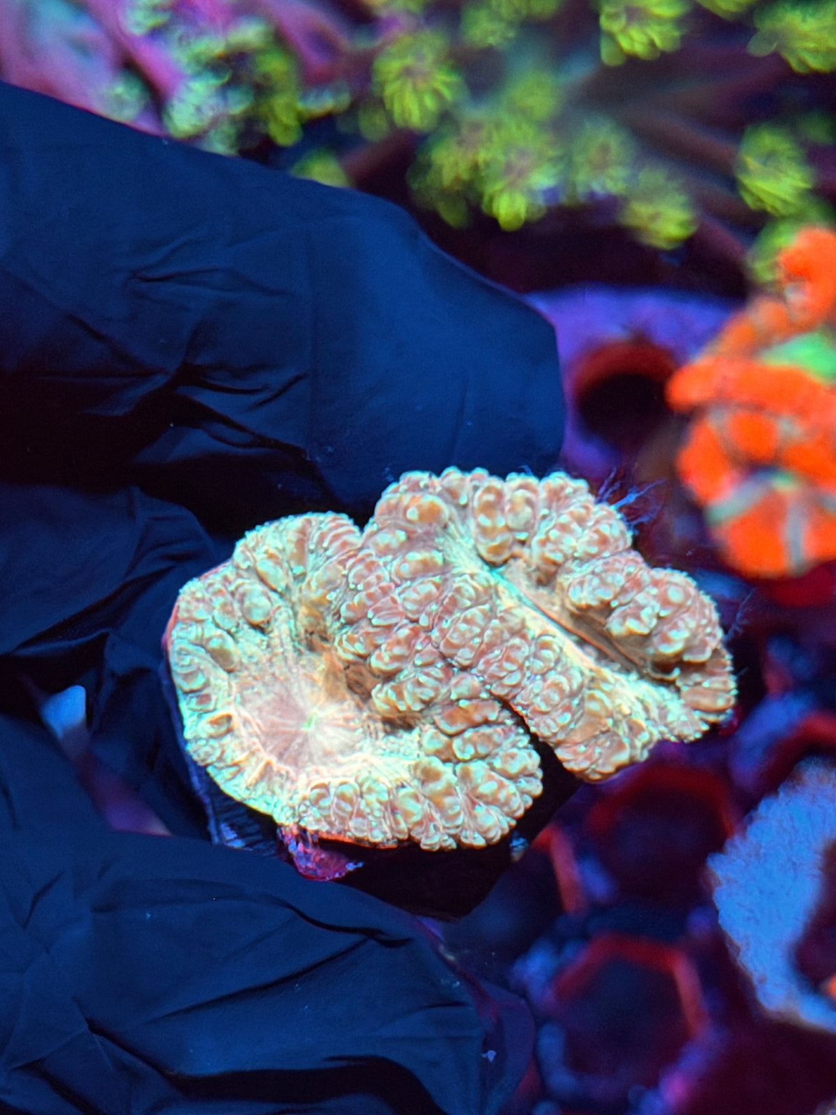 JEA Circus Animal Blastomussa Coral 2 Heads XL 10/24