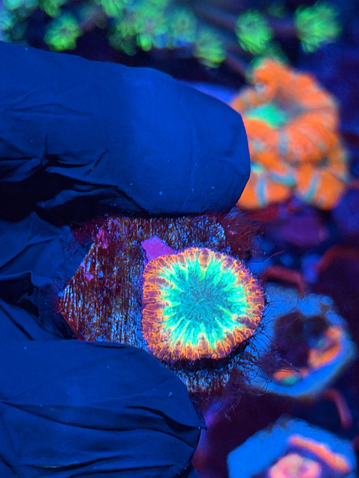 JEA Rainbow Sunset Blastomussa Coral 1 Head XL 10/21