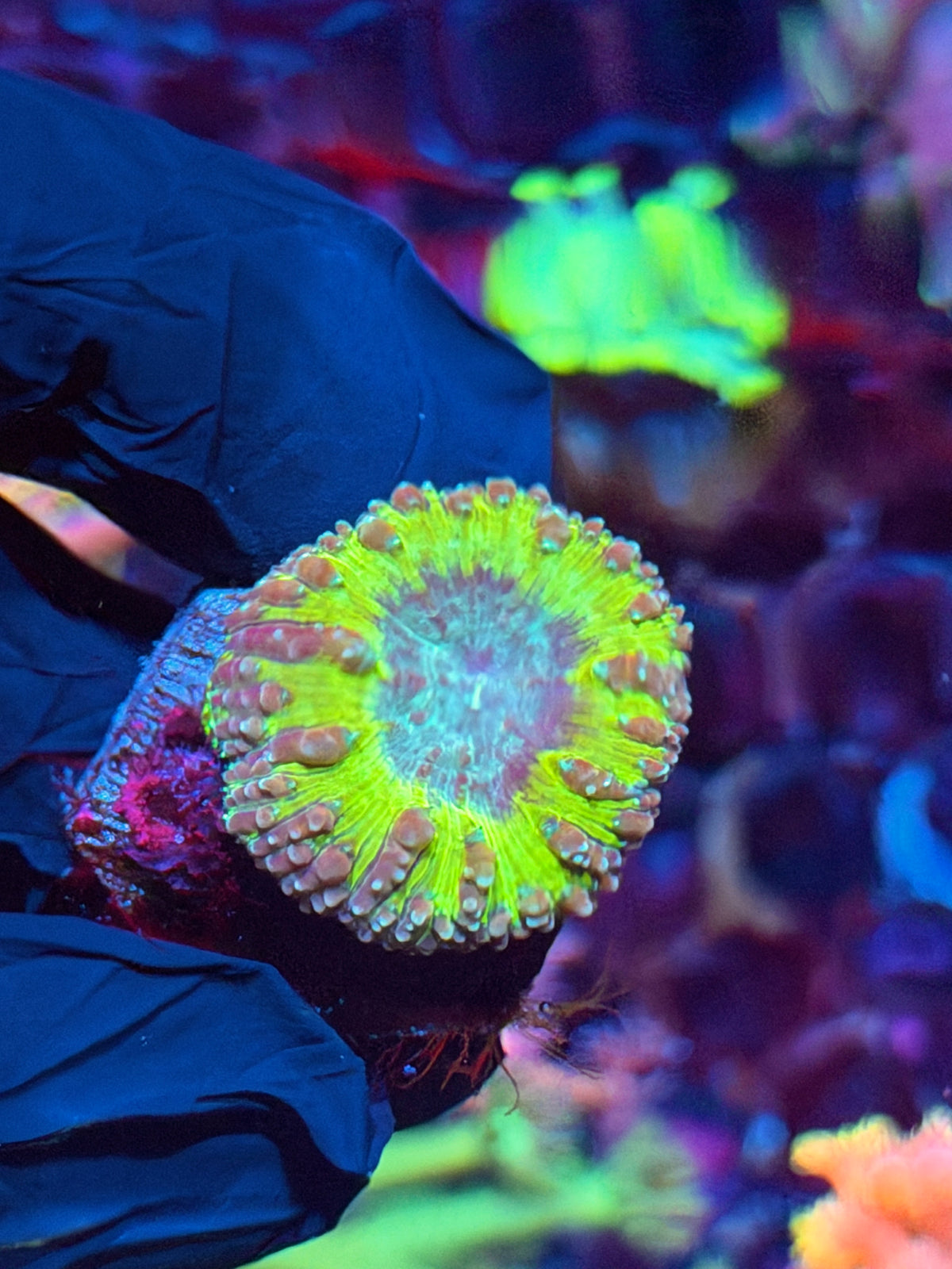 JEA Willy Wonka Blastomusa Coral 1 XL Head 10/25