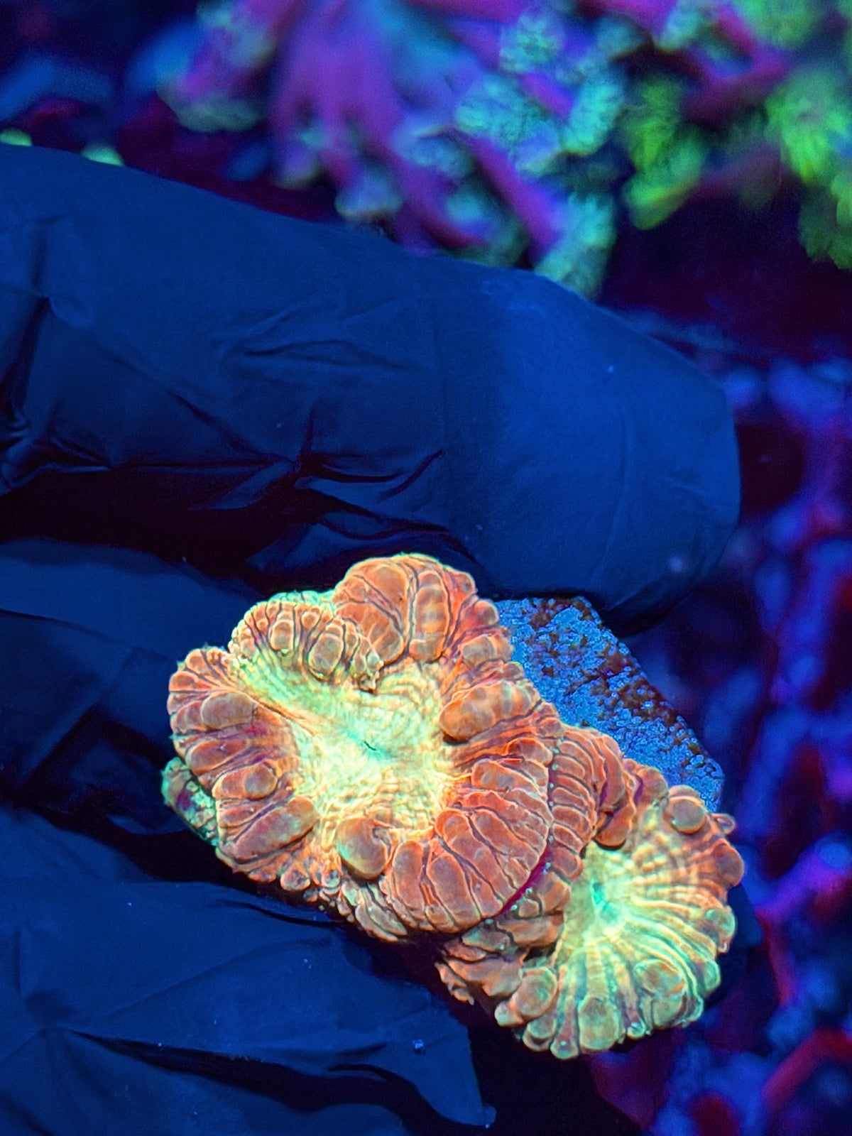 JEA Sunburst Blastomusa Coral 3 Heads XL 10/24