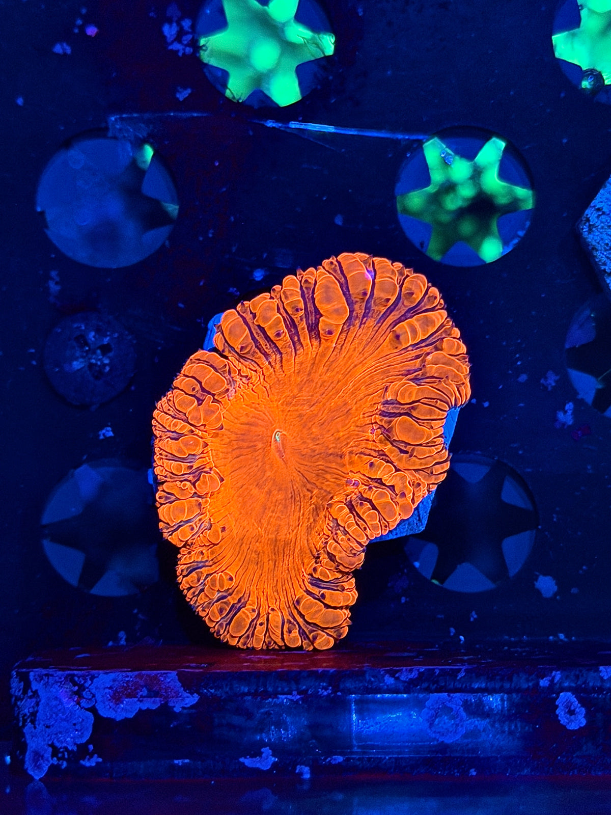 JEA Deadpool Blastomussa Coral 1 XXL Head 10/20
