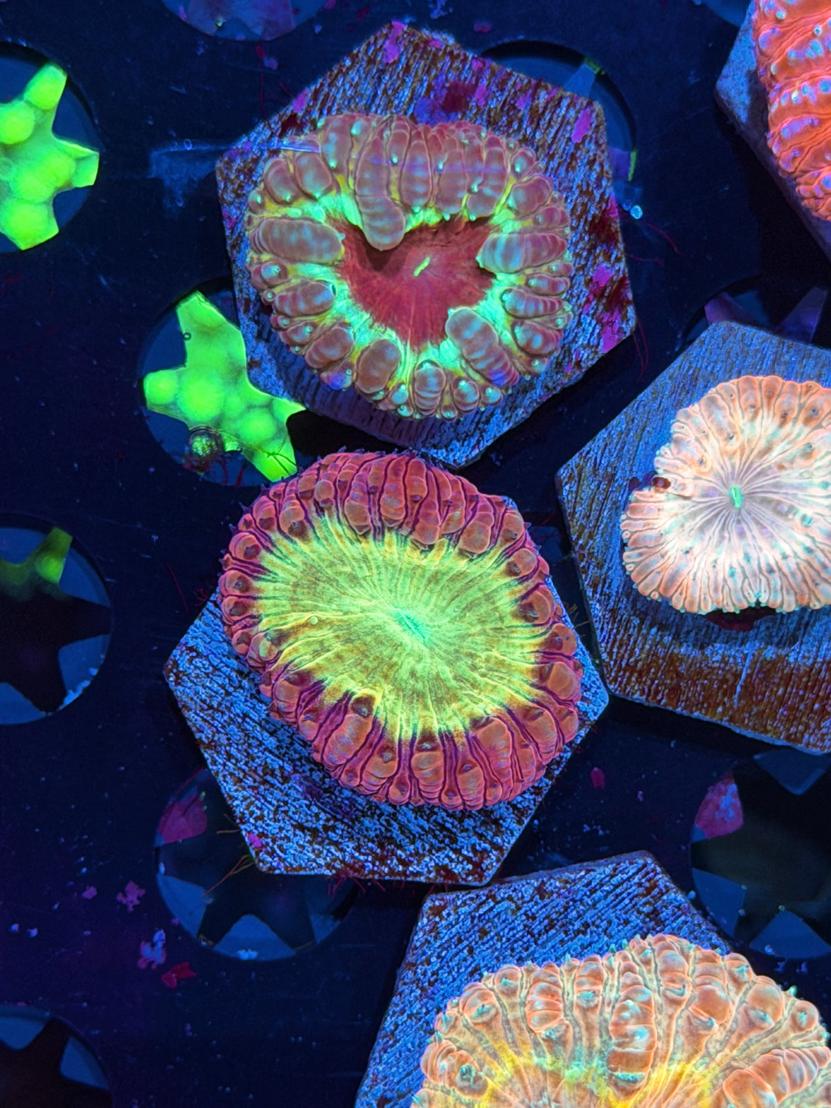 JEA Godmode Blastomussa Coral 1 XL Head *Last Frag Available* 10/25