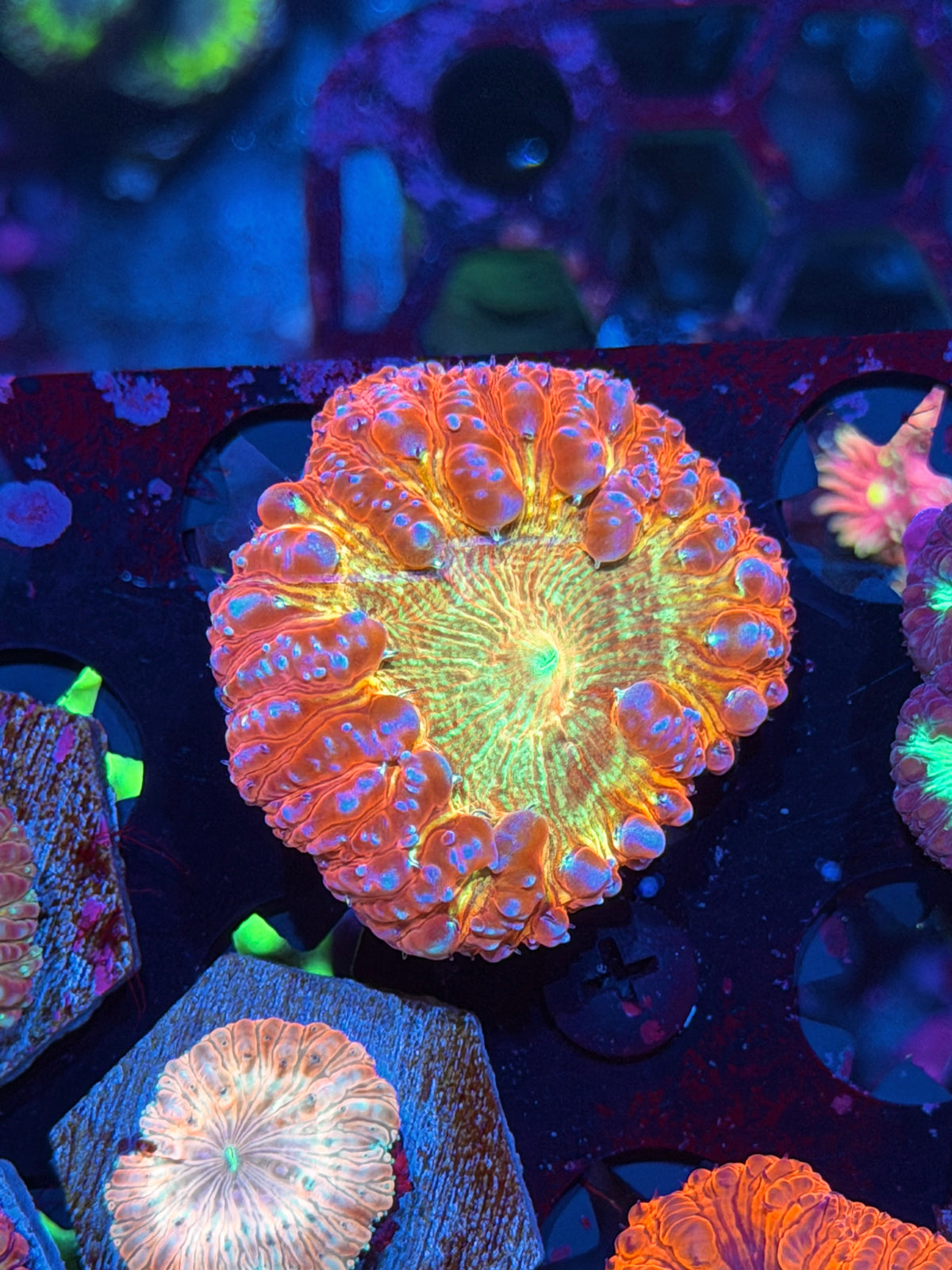 JEA Bushido Blastomussa Coral Comes From Grafted Colony *Last Frag Available* 10/24
