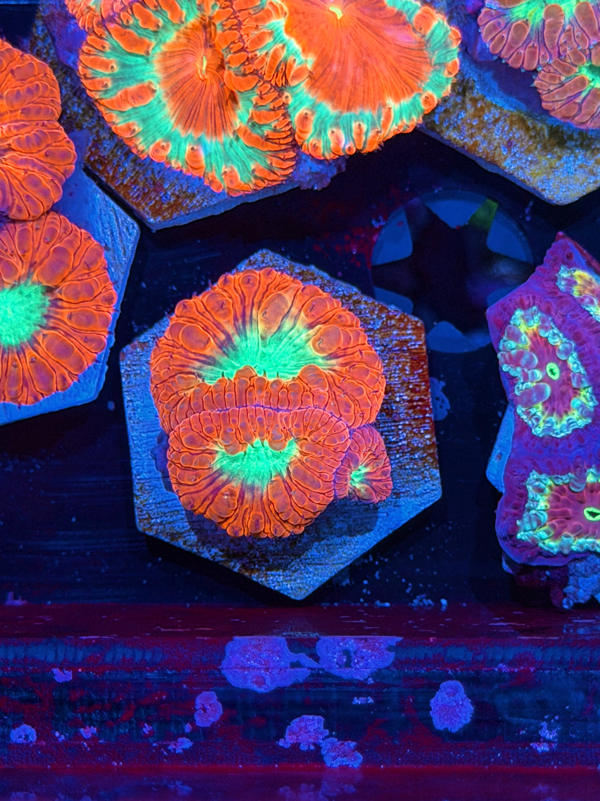JEA Pyromaniac Blastomussa Coral 3 Heads XL 10/25