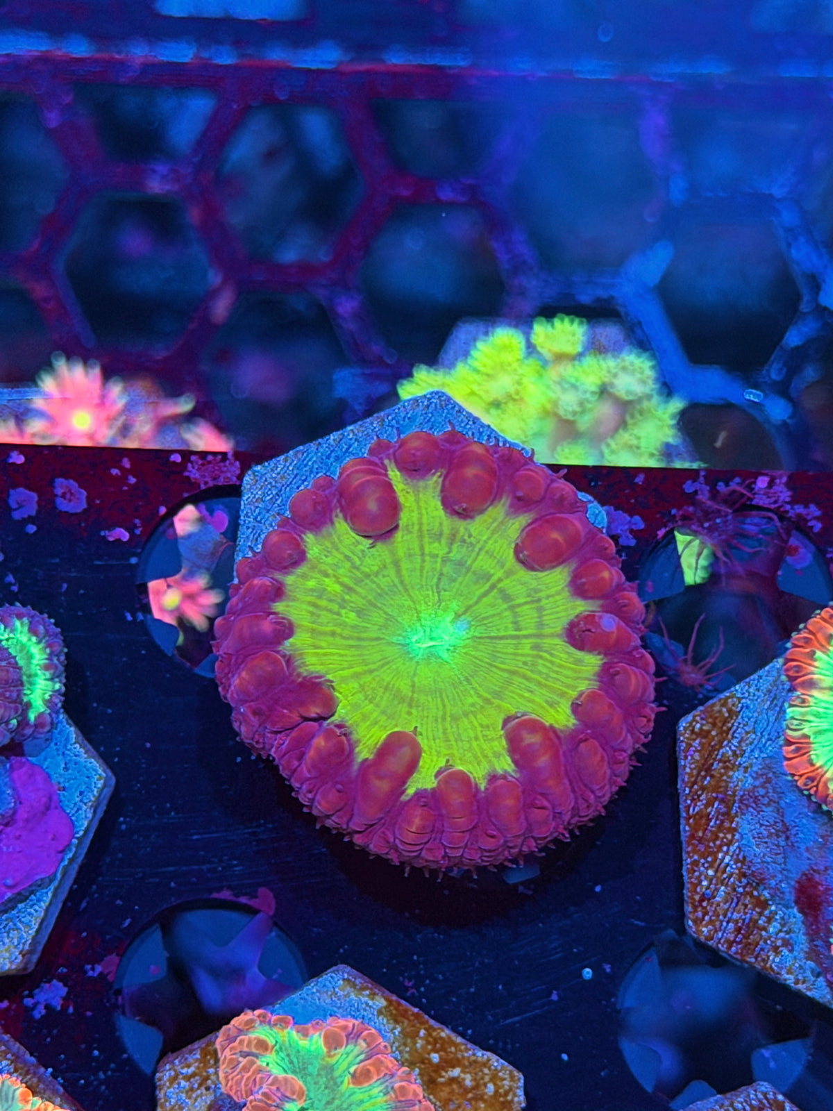 JEA Clown Car Blastomussa Coral 1 Head XL 10/21