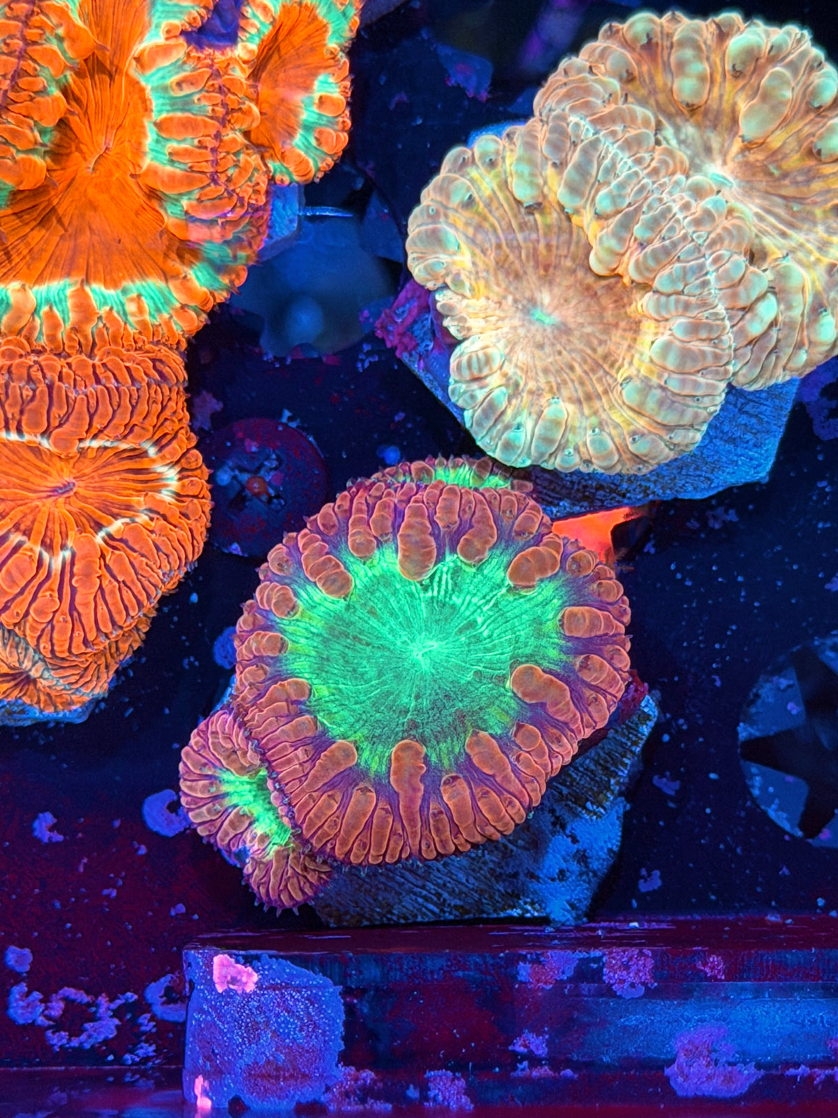 JEA Rainbow Explosion Blastomussa Coral 3 Heads 10/25