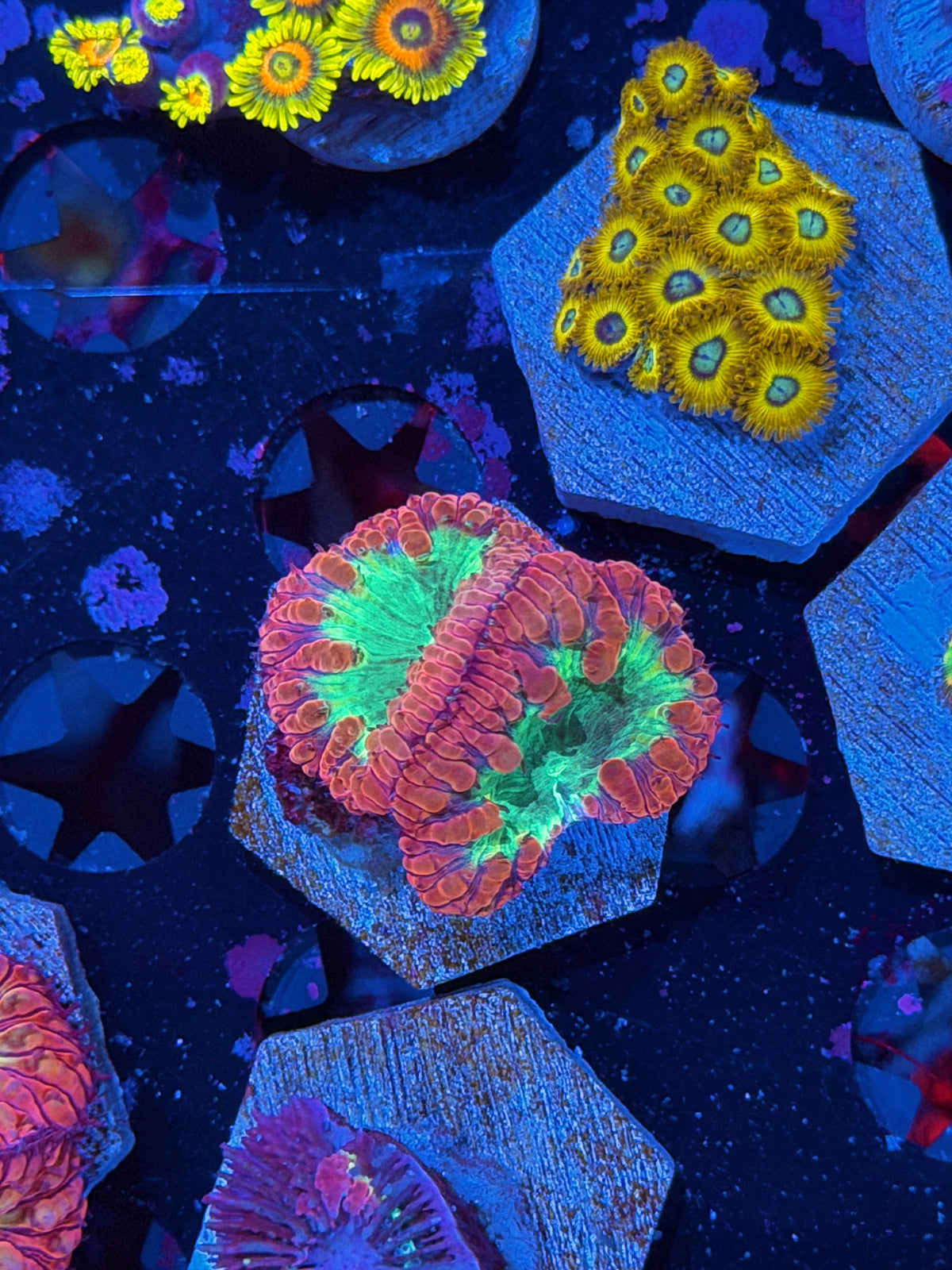 JEA Rainbow Explosion Blastomussa Coral 2 Heads 10/21