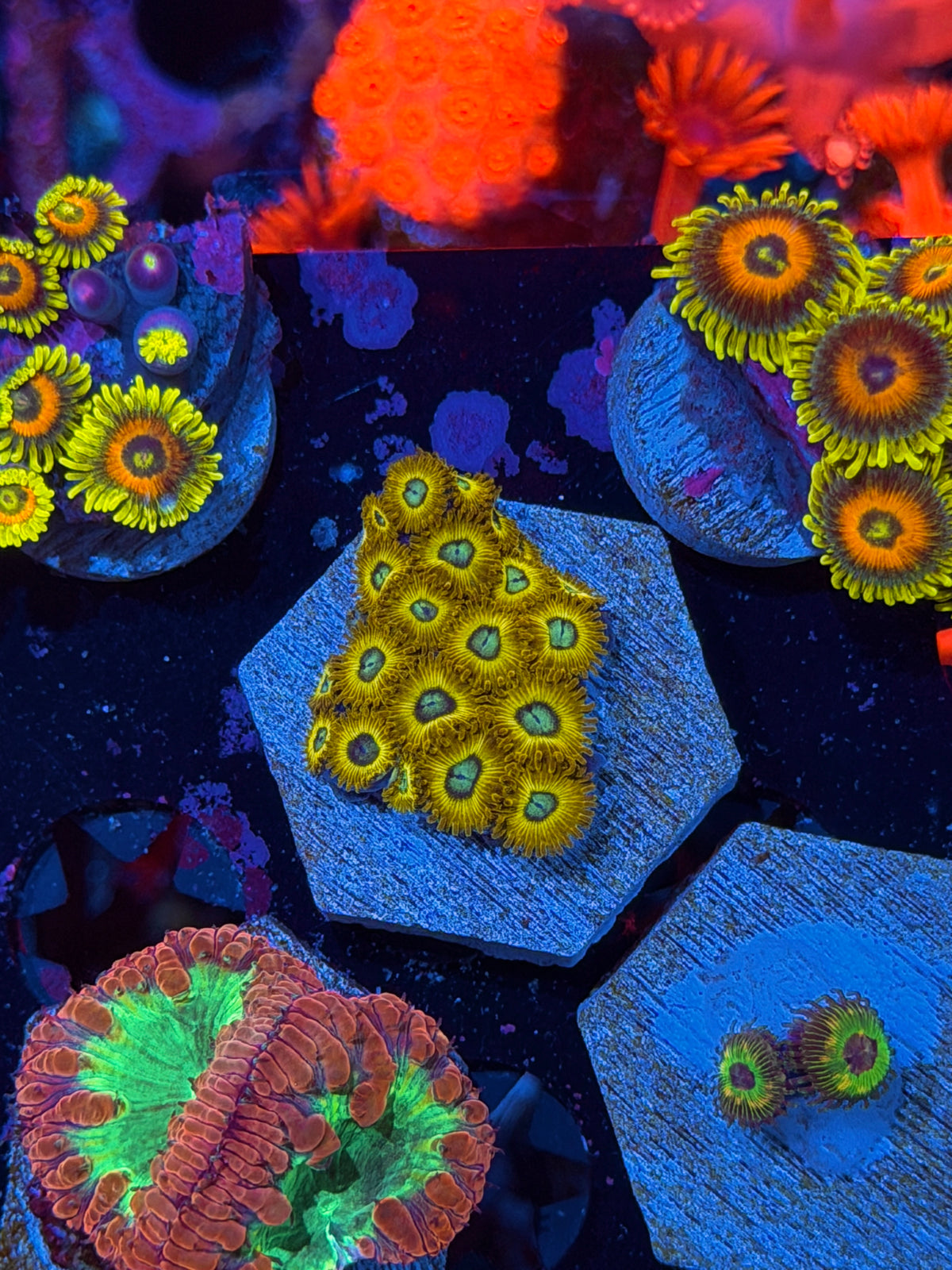 JEA OG Pikachu Zoanthid Coral Colony 22 Polyps XL 10/21