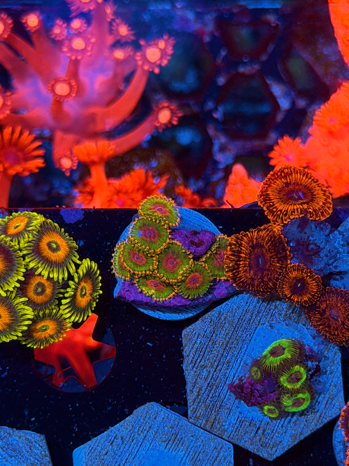 JEA Awesome Blossom Zoanthid Coral 8 Polyps XL 10/24
