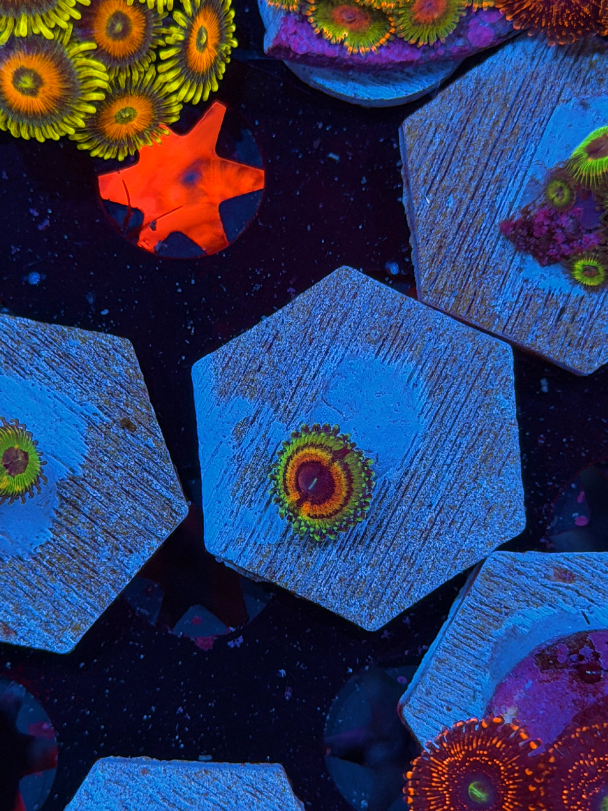 JEA Little Shop of Horrors Zoanthid Coral 1 Polyp 10/21
