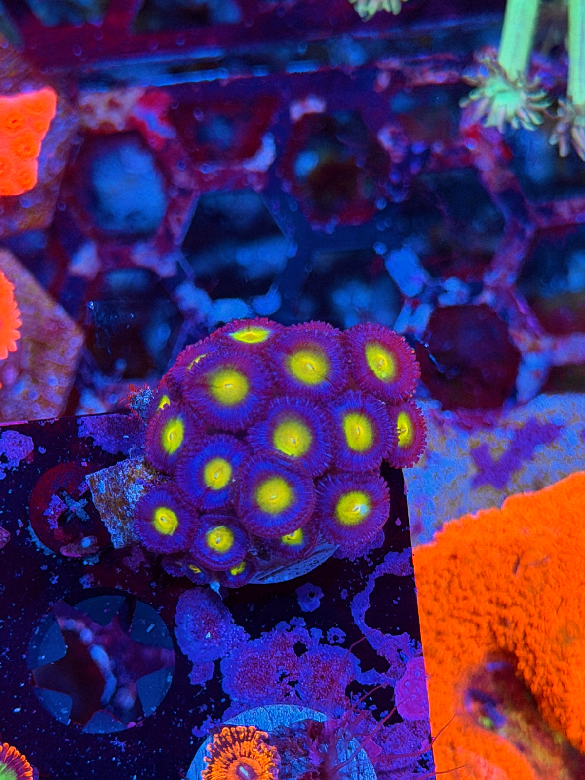 JEA AOI Zoanthid Coral Colony 20+ Polyps XL 10/21