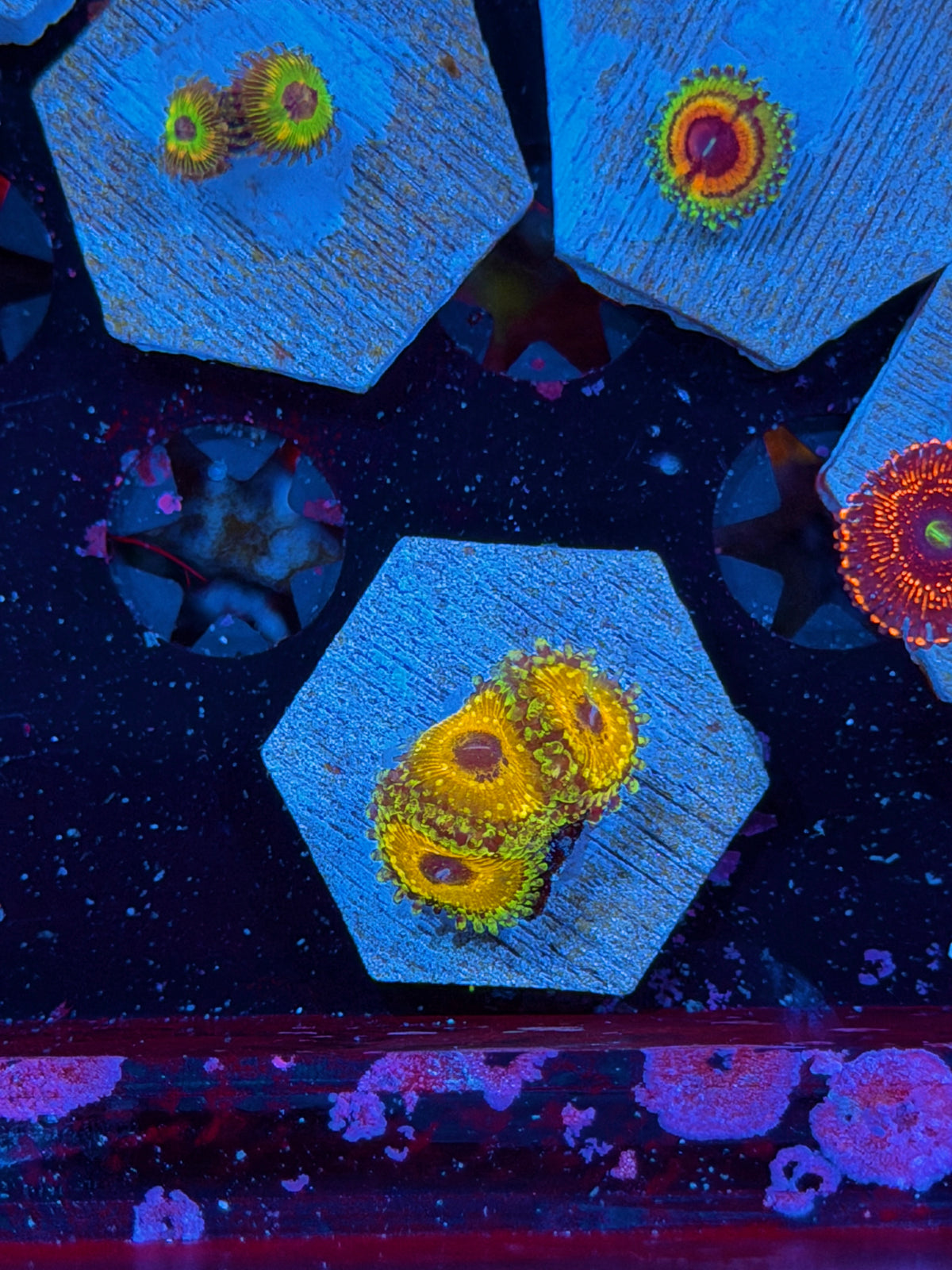 JEA Godbeast Zoanthid Coral 3 Polyps 10/21