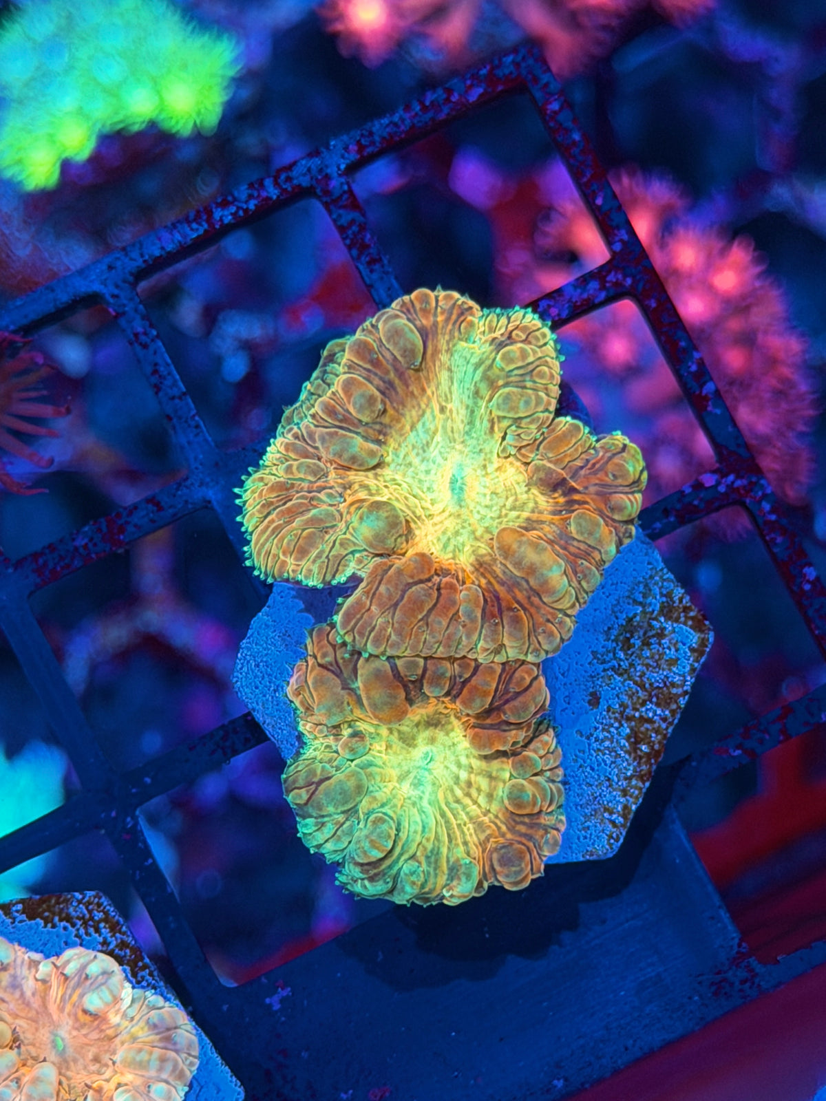 JEA Sunburst Blastomussa Coral 2 Heads XL 10/24