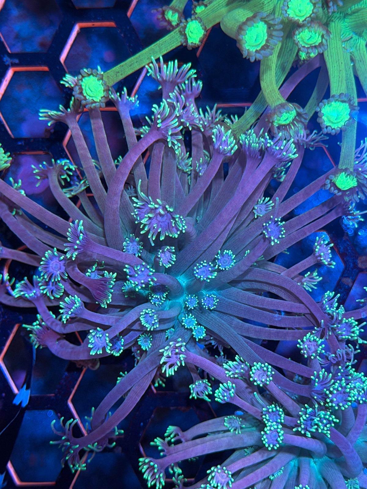 JEA Demon Slayer Goniopora Coral XL 10/24