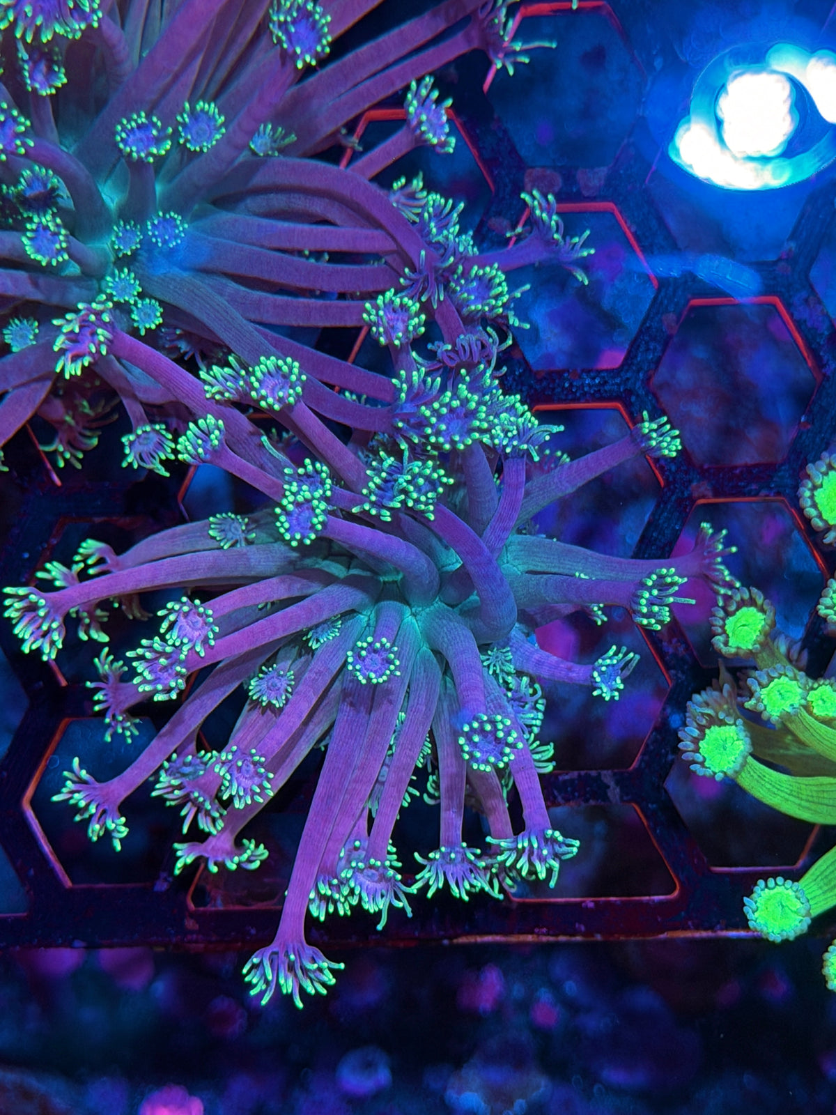 JEA Demon Slayer Goniopora Coral XL 10/20