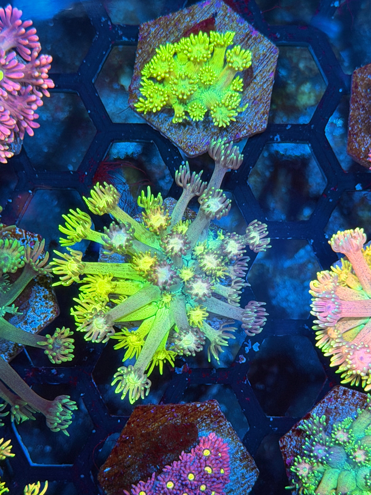JEA Rainbow Unicorn Goniopora Coral 10/22