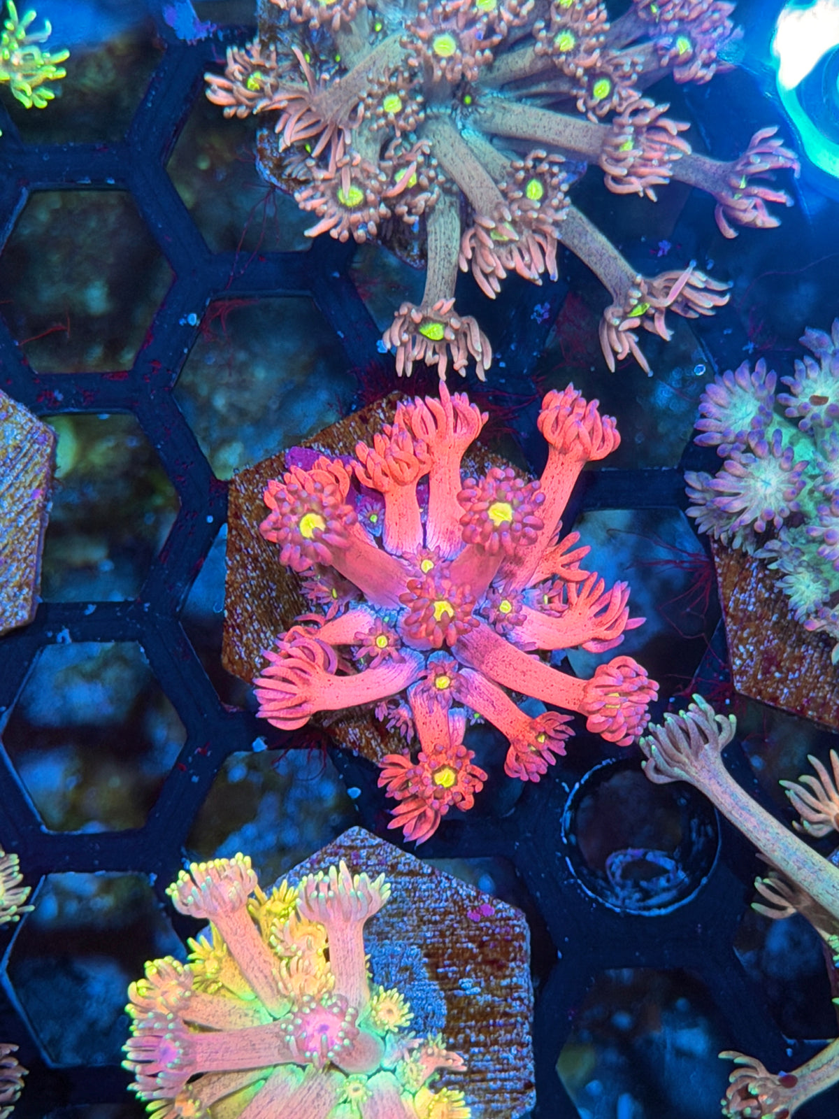 JEA Dragonfruit Goniopora Coral 10/20