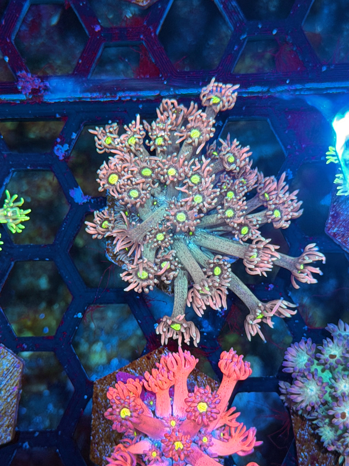 JEA Blizzard Blast Goniopora Coral Unique 10/25