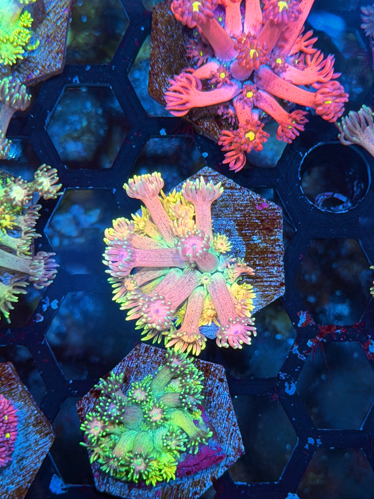 JEA Hippys Paradise Goniopora Coral 10/24