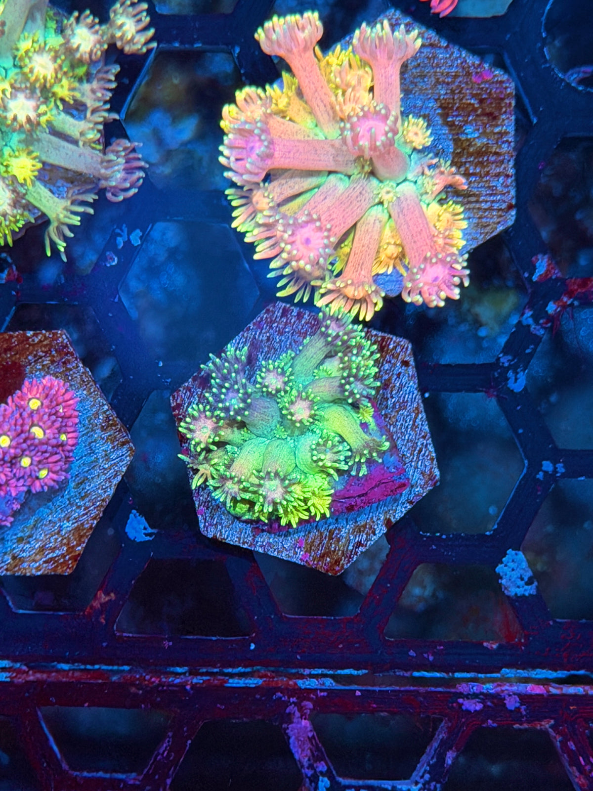 JEA Rainbow Sprinkles Goniopora Coral 10/21