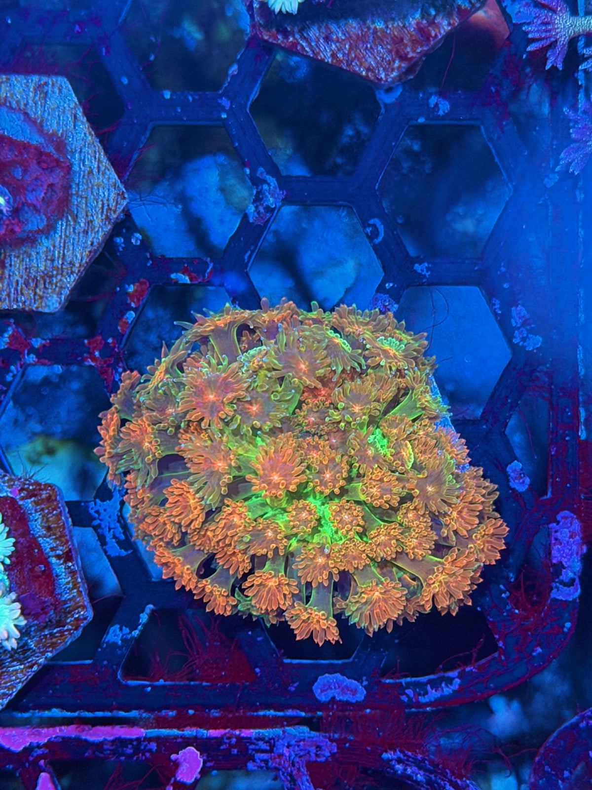 JEA Heatwave Goniopora Coral 10/20