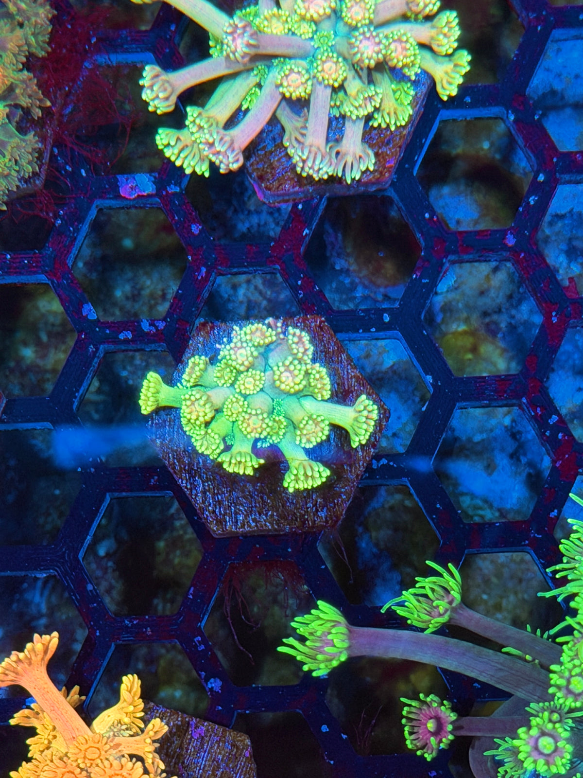 JEA Rainbow Bullseye Goniopora Coral 10/21