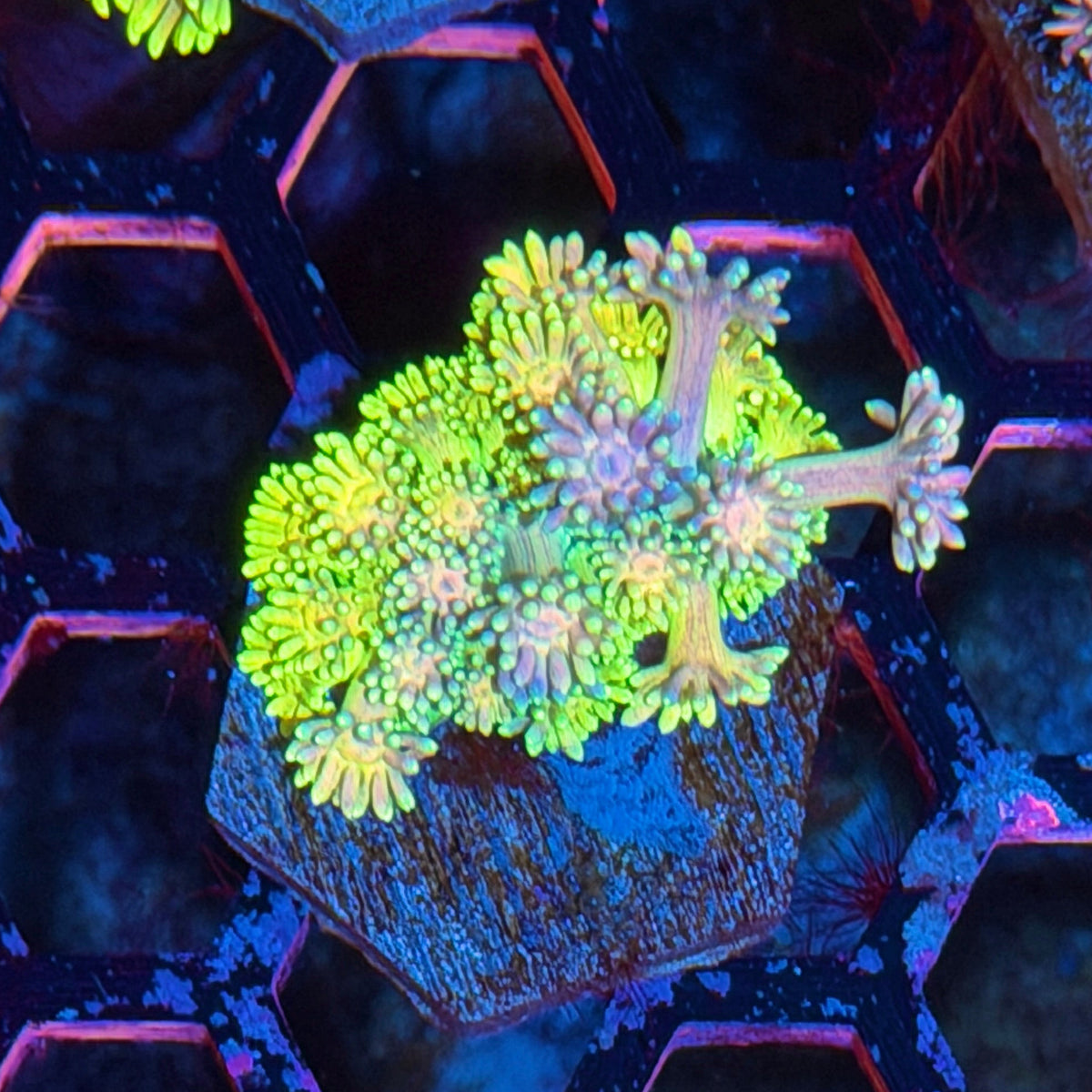 JEA Rainbow Sparkler Goniopora Coral 10/20