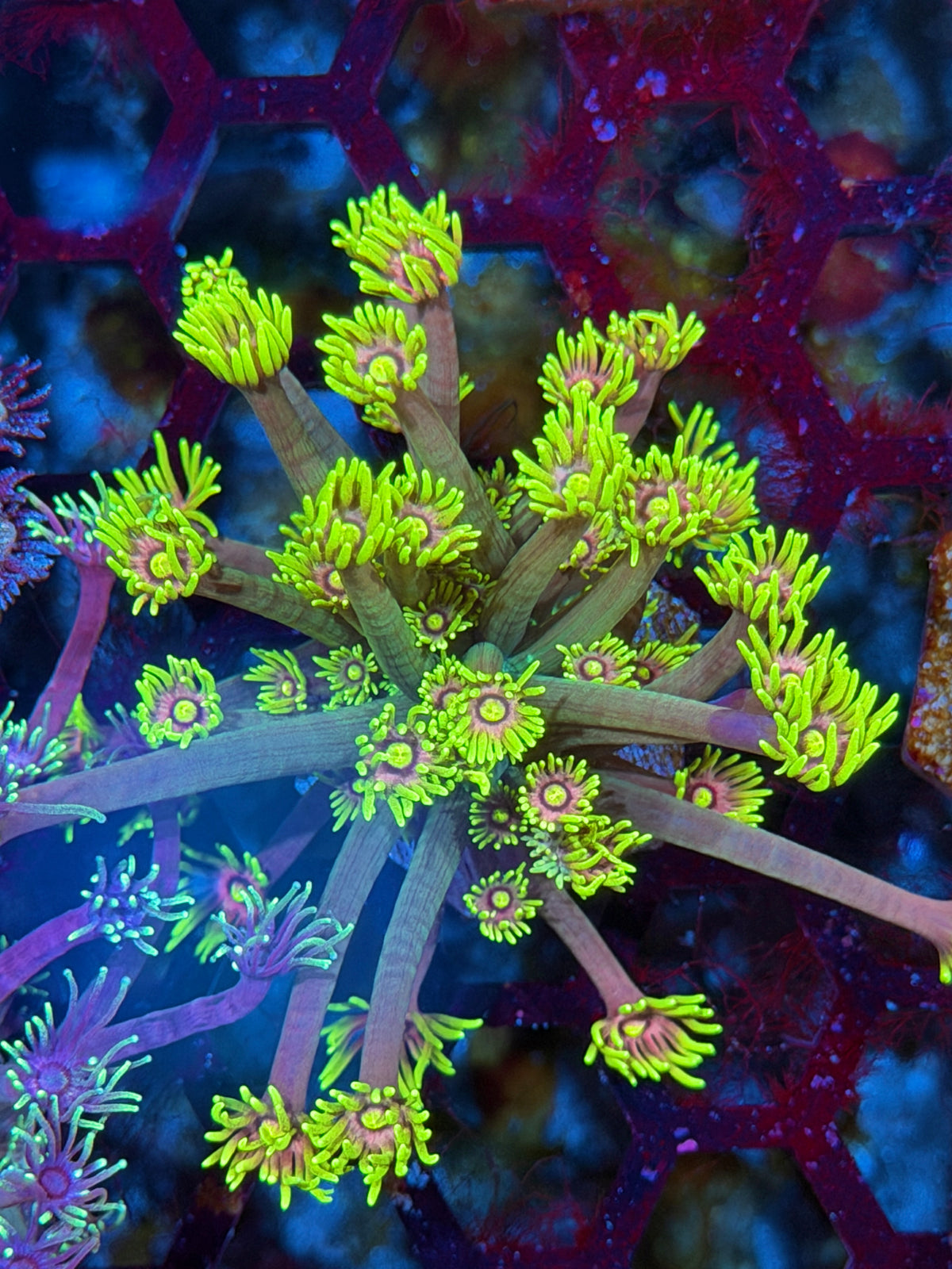 JEA Rocketeer Goniopora Coral XL 10/21